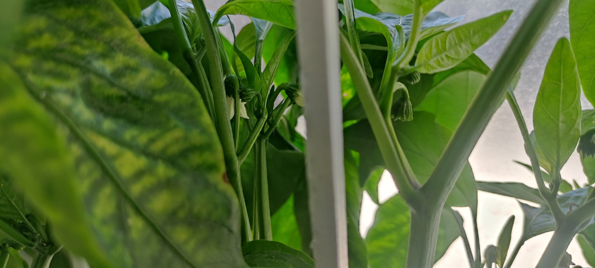 Peppers have started to tie! - My, Hot peppers, Jalapeno, Longpost, Pepper farming