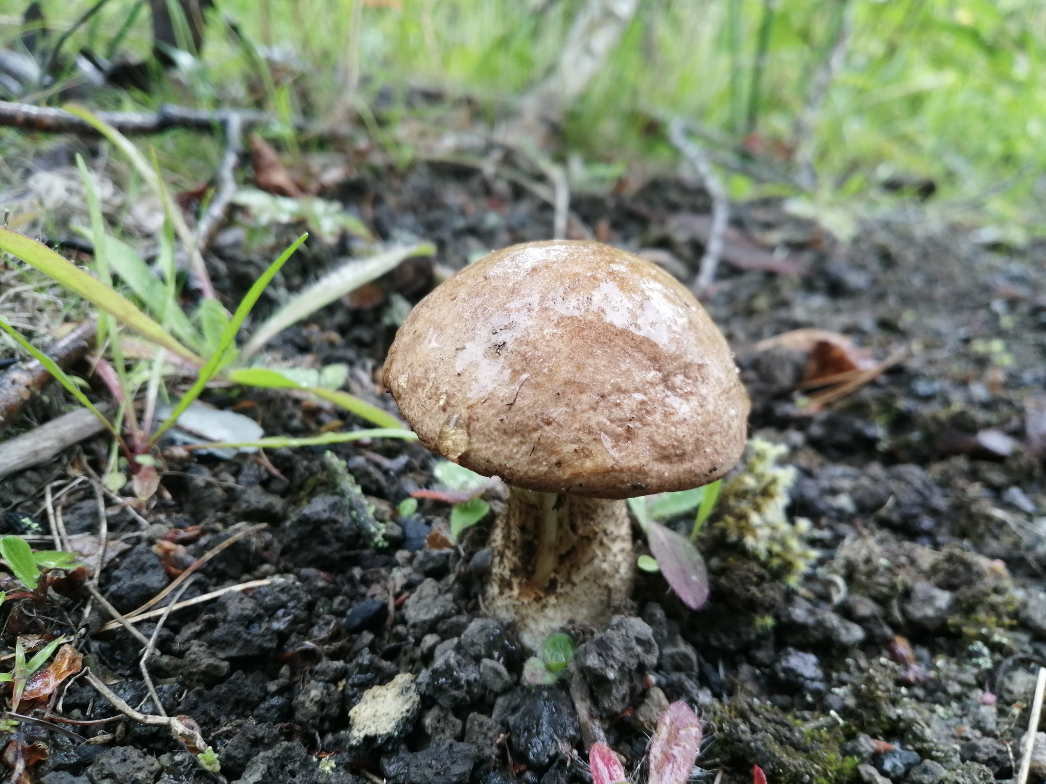 Gribochkov a bit - My, Mushrooms, Kamchatka, Longpost