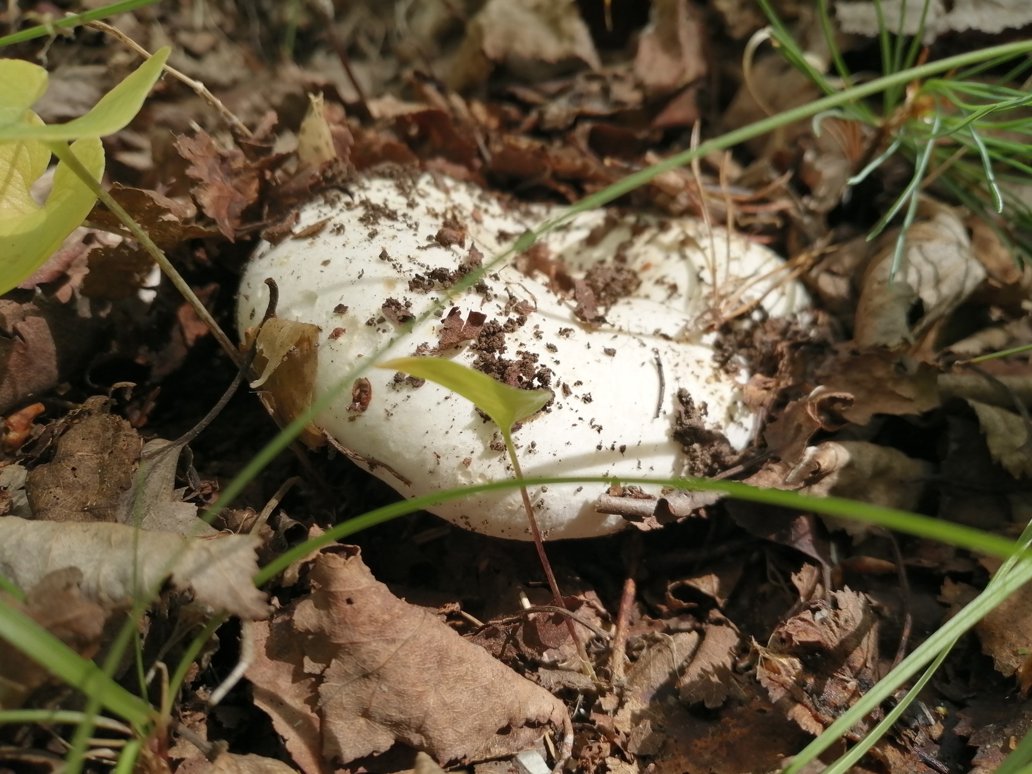 Gribochkov a bit - My, Mushrooms, Kamchatka, Longpost