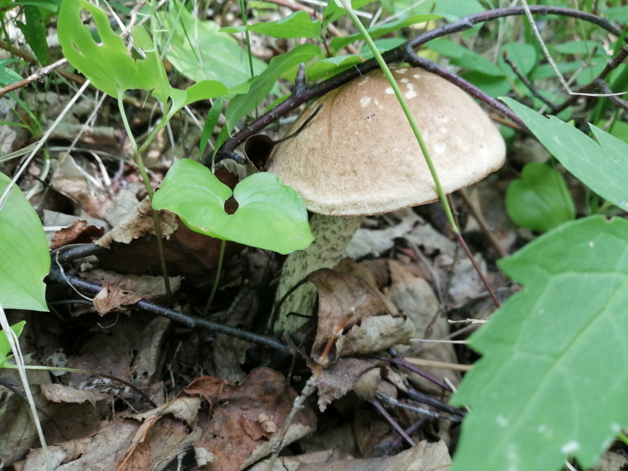 Gribochkov a bit - My, Mushrooms, Kamchatka, Longpost