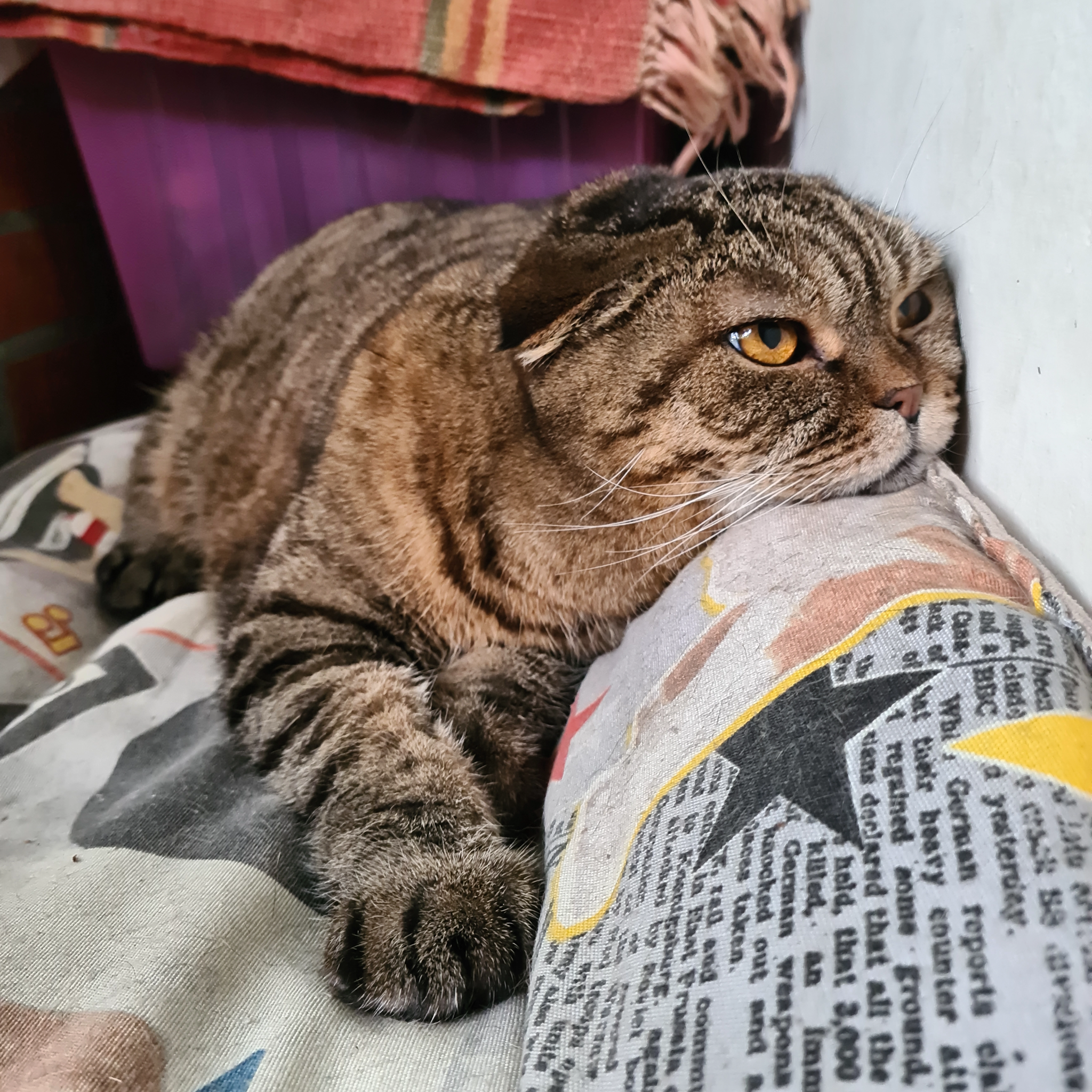 Life is ashes - My, cat, Scottish lop-eared