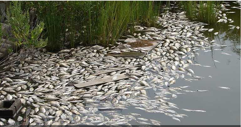 Mass fish kill on the Dnieper - Dnieper, A fish, Ecology, Nature, Catastrophe