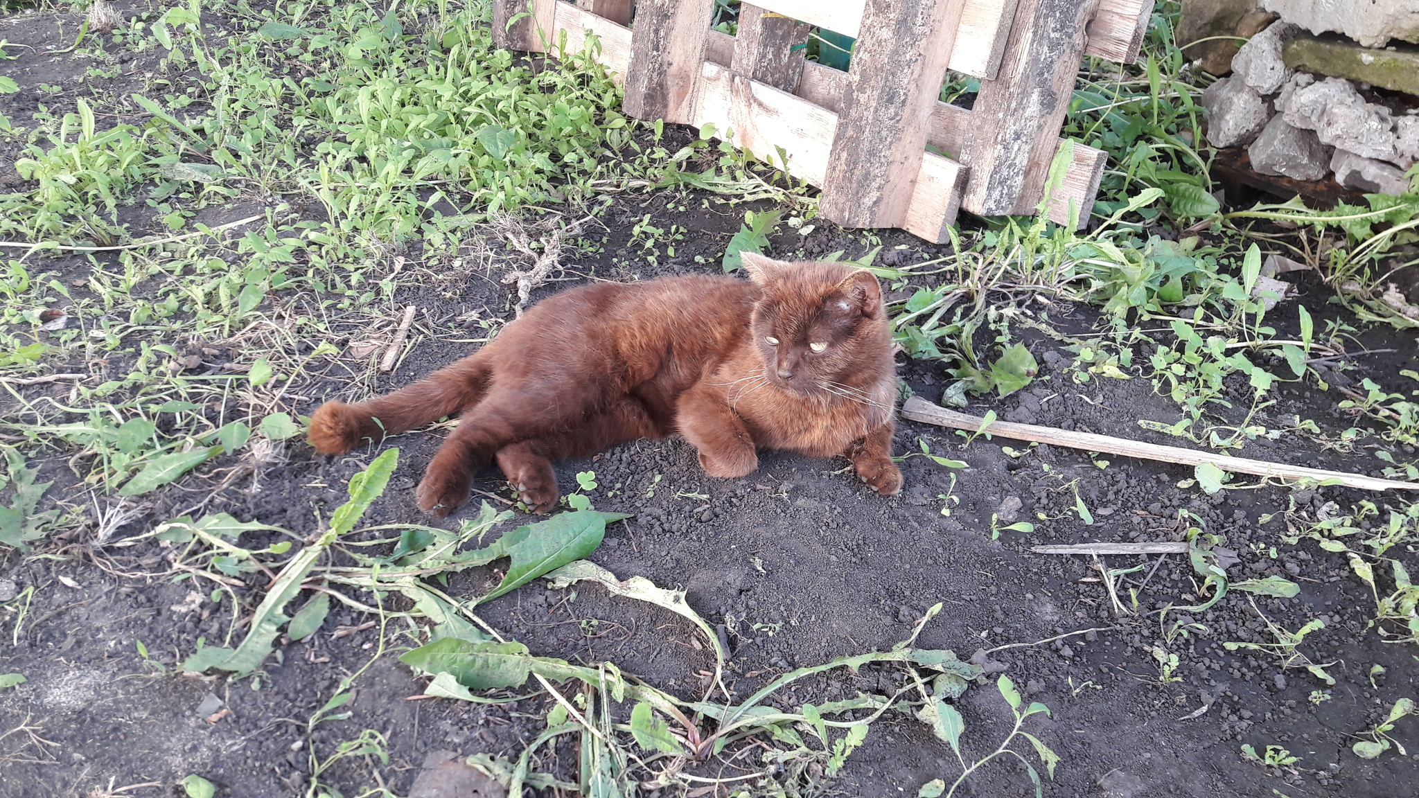 cat - My, cat, In good hands, Lost, British, Found, Foundling, Lipetsk region, Chaplygin, , Found a cat, Search for animals, No rating, Longpost