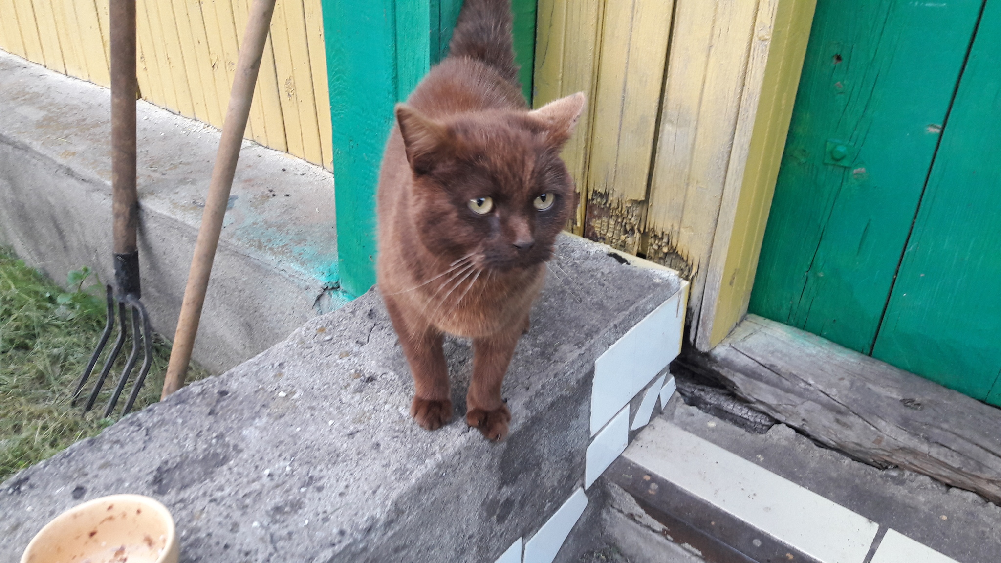 cat - My, cat, In good hands, Lost, British, Found, Foundling, Lipetsk region, Chaplygin, , Found a cat, Search for animals, No rating, Longpost