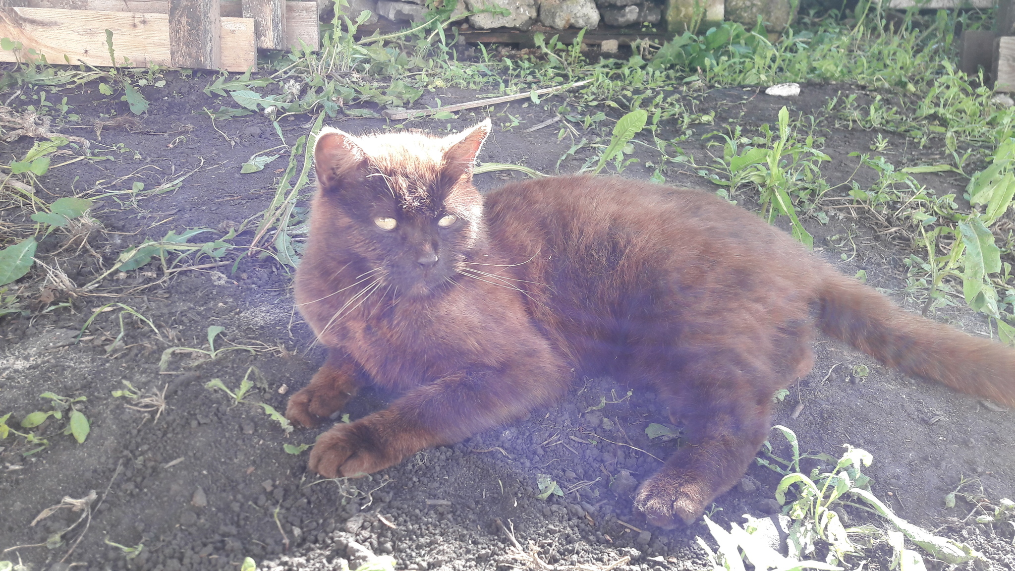 cat - My, cat, In good hands, Lost, British, Found, Foundling, Lipetsk region, Chaplygin, , Found a cat, Search for animals, No rating, Longpost