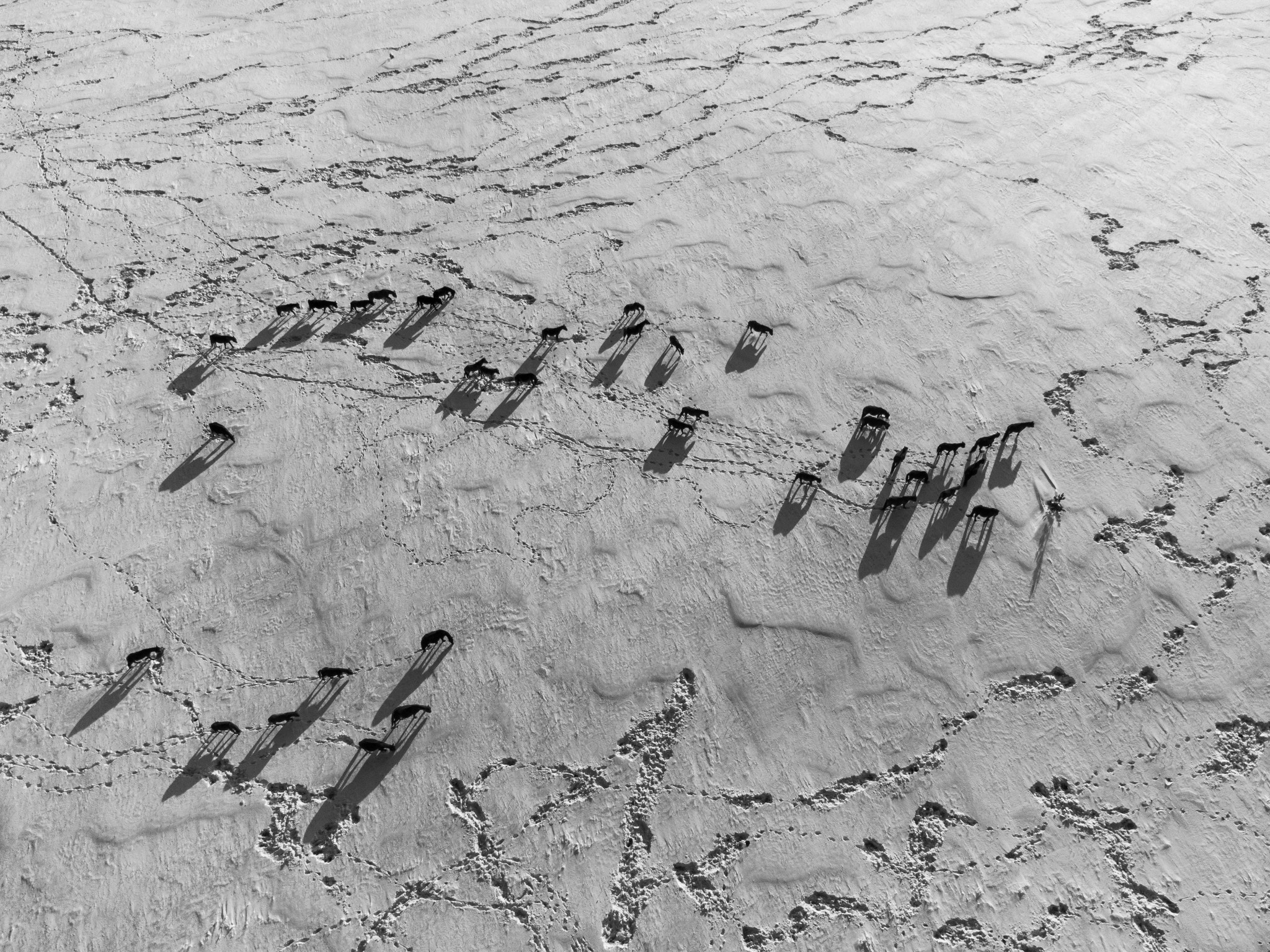 Siberian horses - My, Drone, Dji, The photo, Horses, Siberia