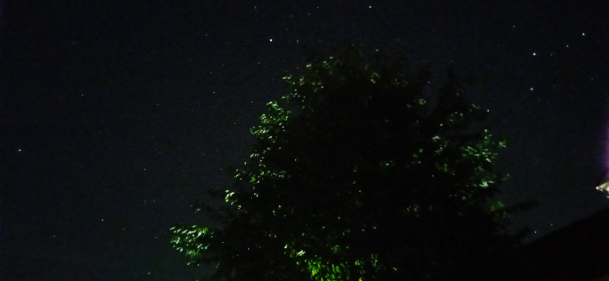 look up) - My, Stars, Tree, Night, Sky