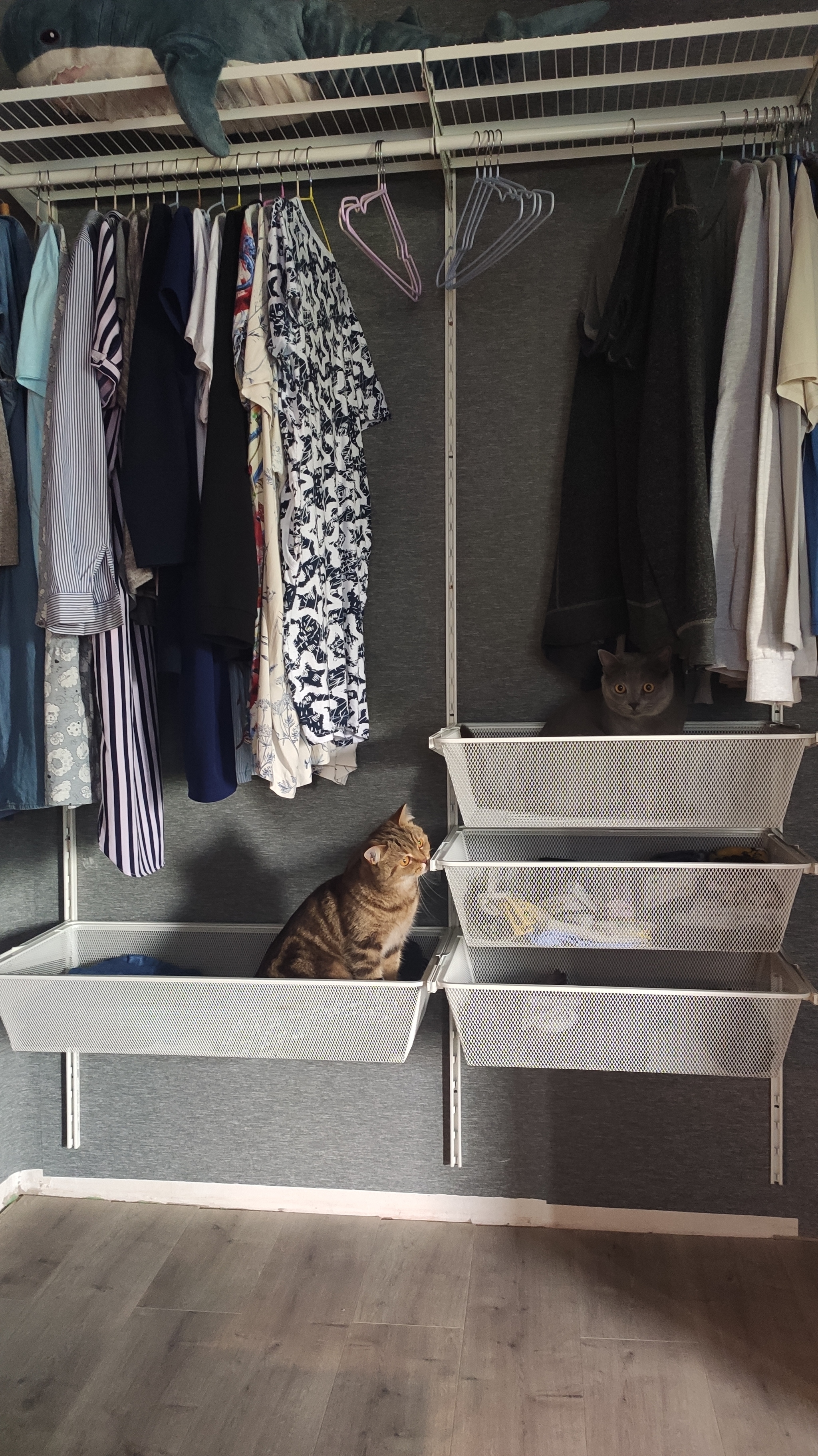 Open wardrobe system and cats - My, cat, IKEA, Wardrobe