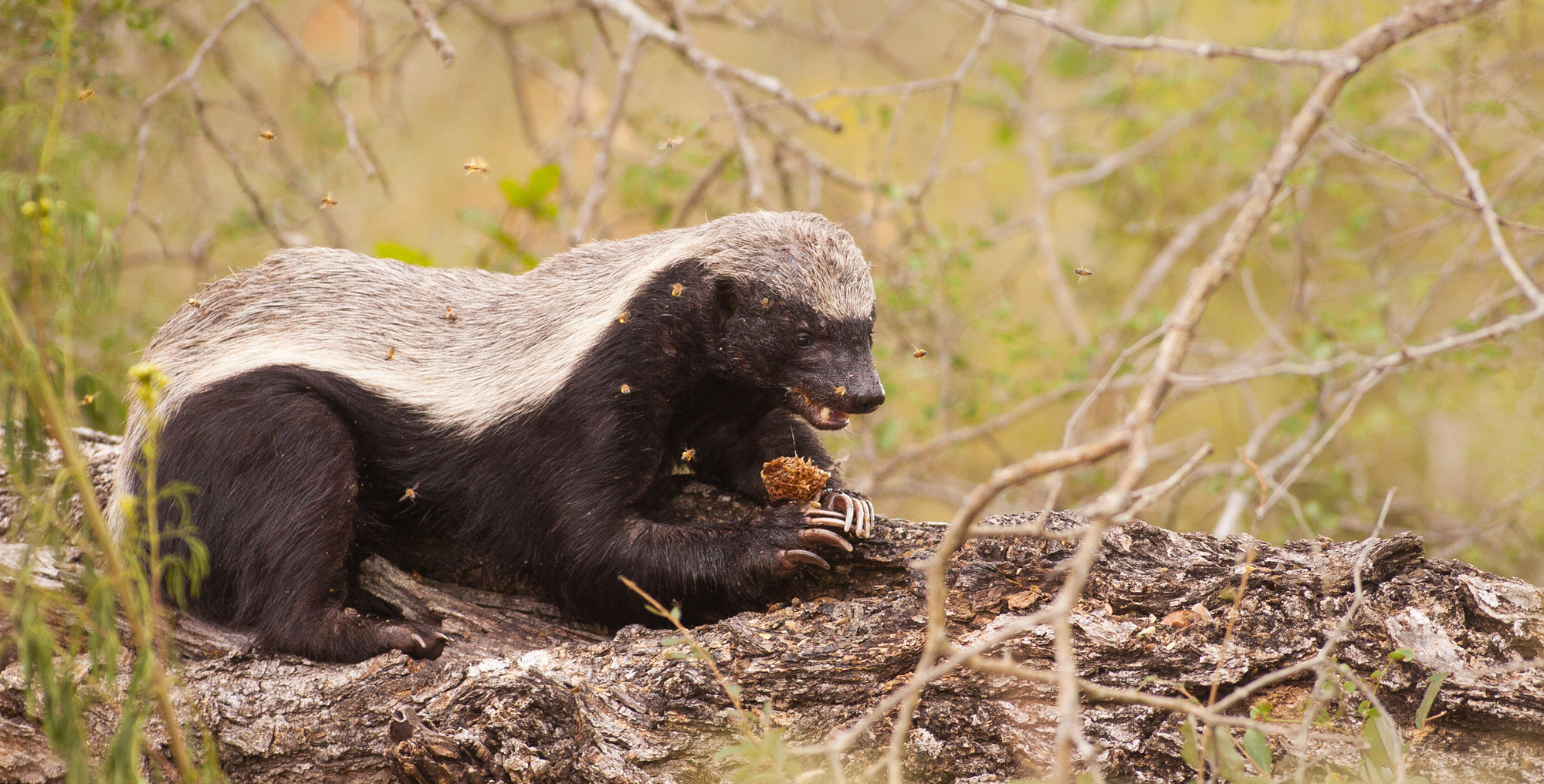 Ratel - Honey badger, Cunyi, Wild animals, wildlife, South Africa, Video, The photo, Longpost, Predatory animals