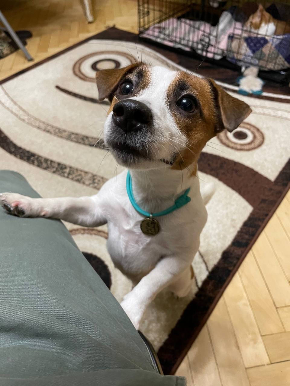 Lost dog Jack Russell Terrier - My, The dog is missing, Found a dog, The missing, Longpost, No rating