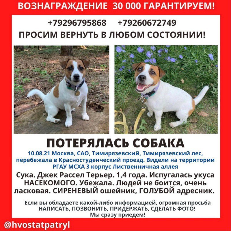 Lost dog Jack Russell Terrier - My, The dog is missing, Found a dog, The missing, Longpost, No rating