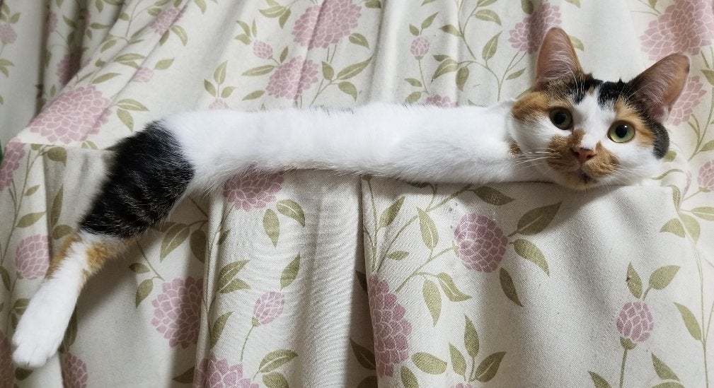 Long-necked - cat, Long-necked