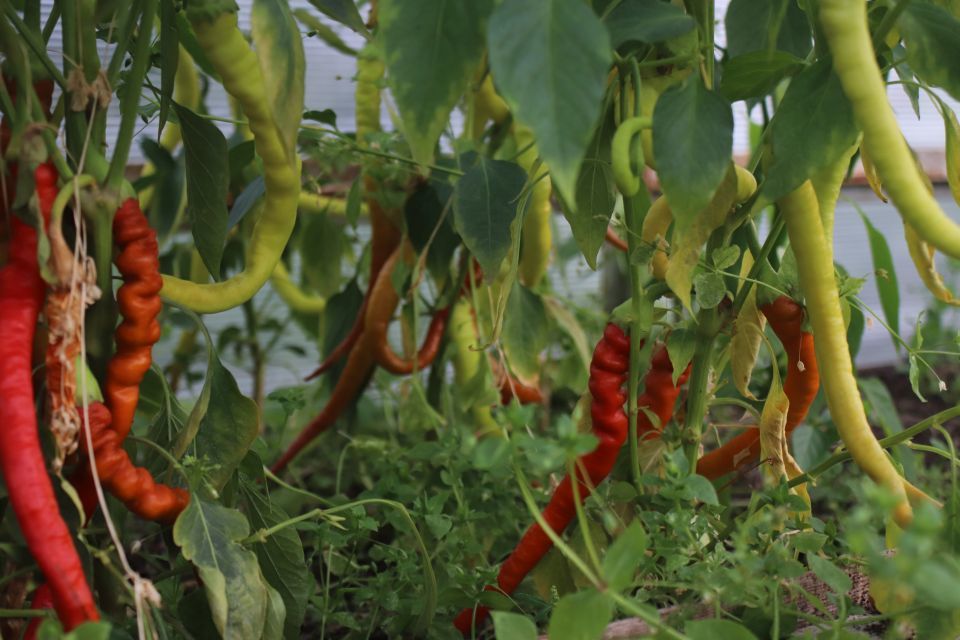 Ural garden and vegetable garden #38. - My, Garden, Garden, Cucumbers, Tomatoes, Zucchini, Harvest, Ural, Yekaterinburg, Longpost