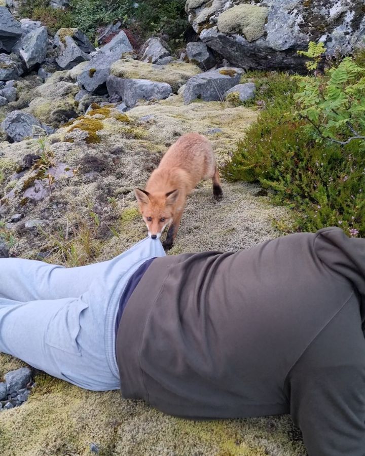 redhead) - Fox, Wild animals, Photographer, Interesting, Video, Longpost