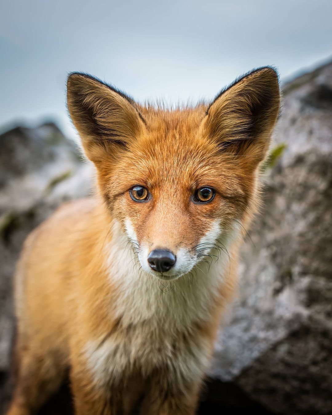 redhead) - Fox, Wild animals, Photographer, Interesting, Video, Longpost