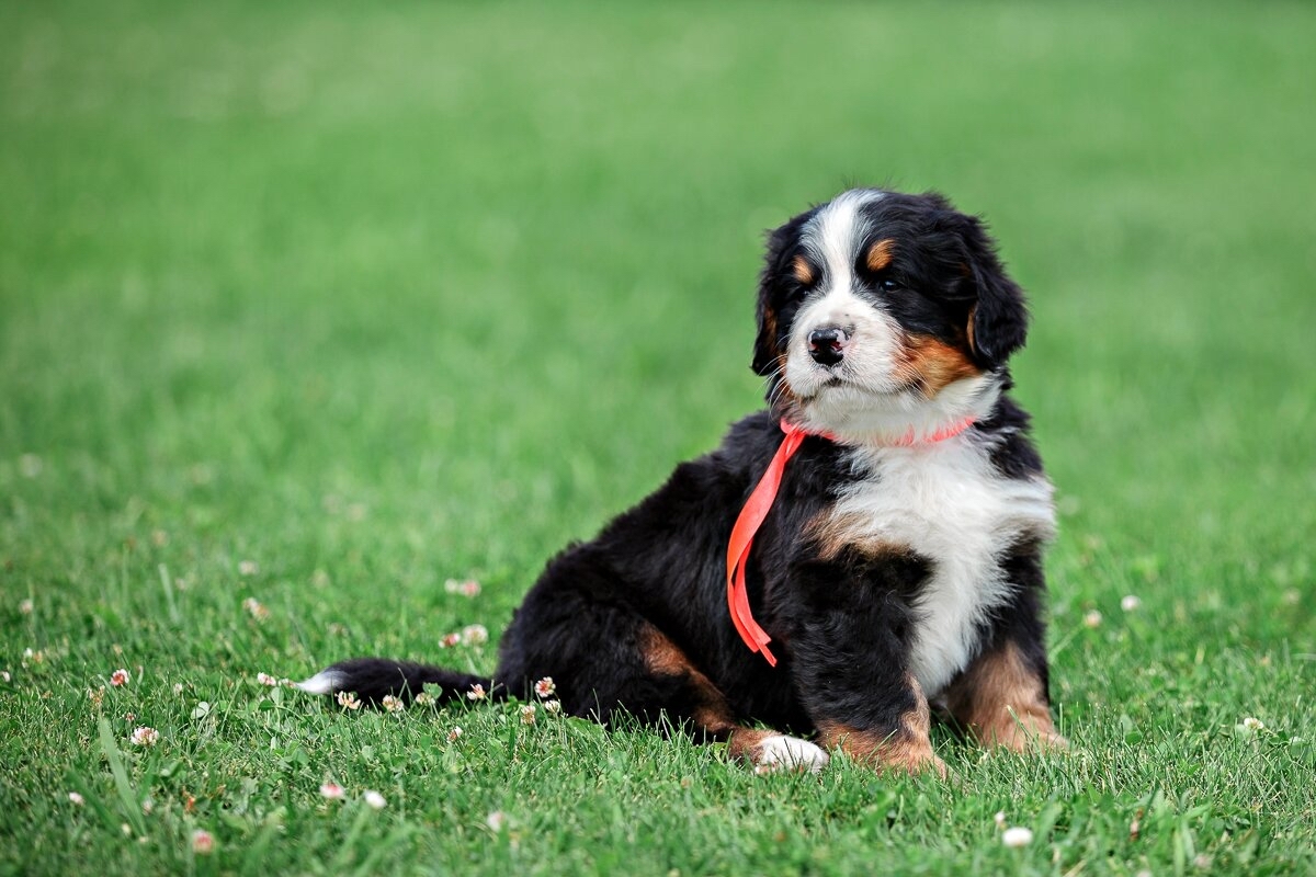 These are such beautiful children! - My, Dog, Puppies, Bernese mountain dog, Berne, Milota, Dog breeds, Longpost