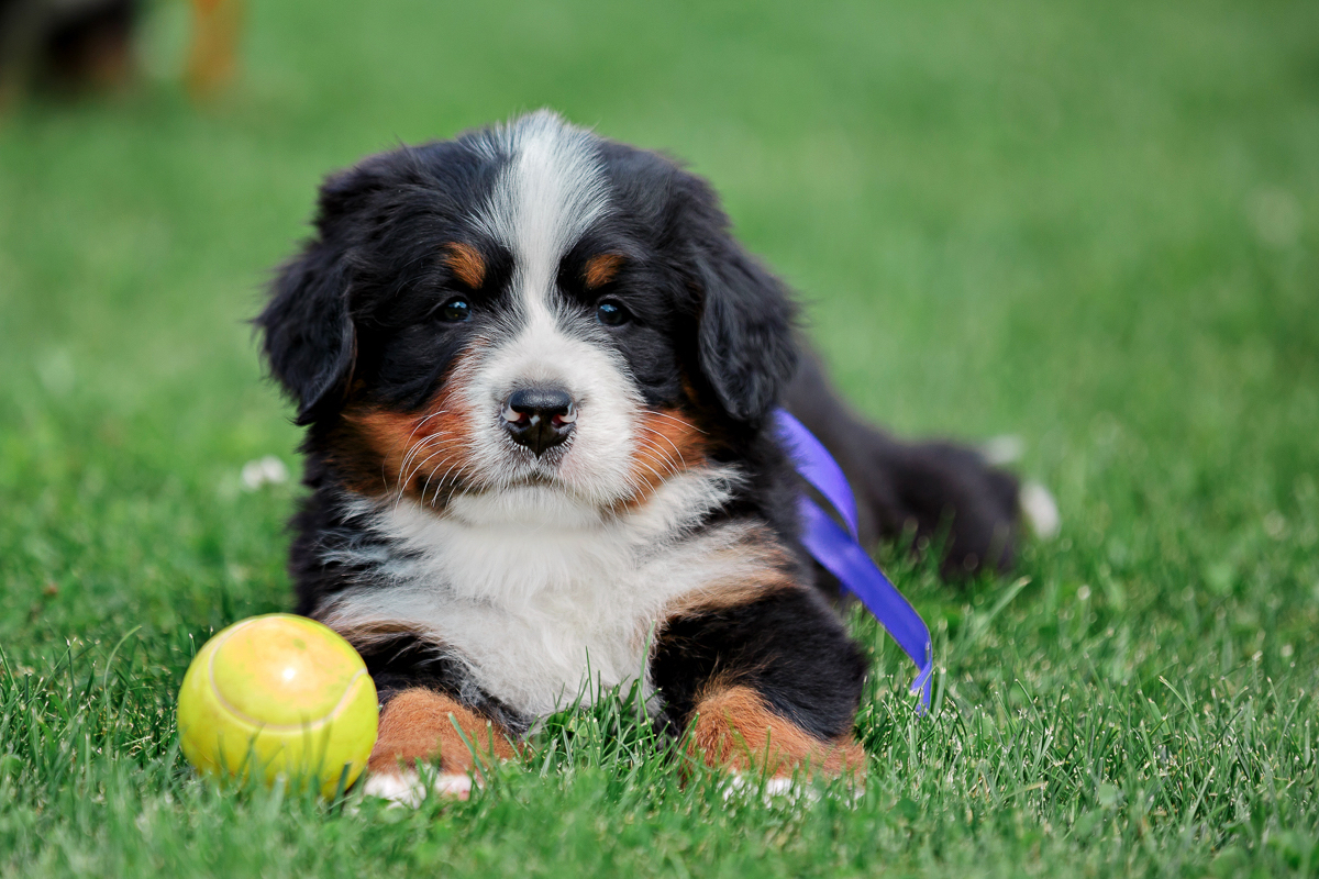 These are such beautiful children! - My, Dog, Puppies, Bernese mountain dog, Berne, Milota, Dog breeds, Longpost