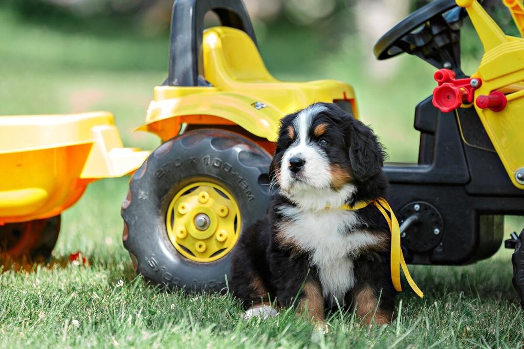 These are such beautiful children! - My, Dog, Puppies, Bernese mountain dog, Berne, Milota, Dog breeds, Longpost