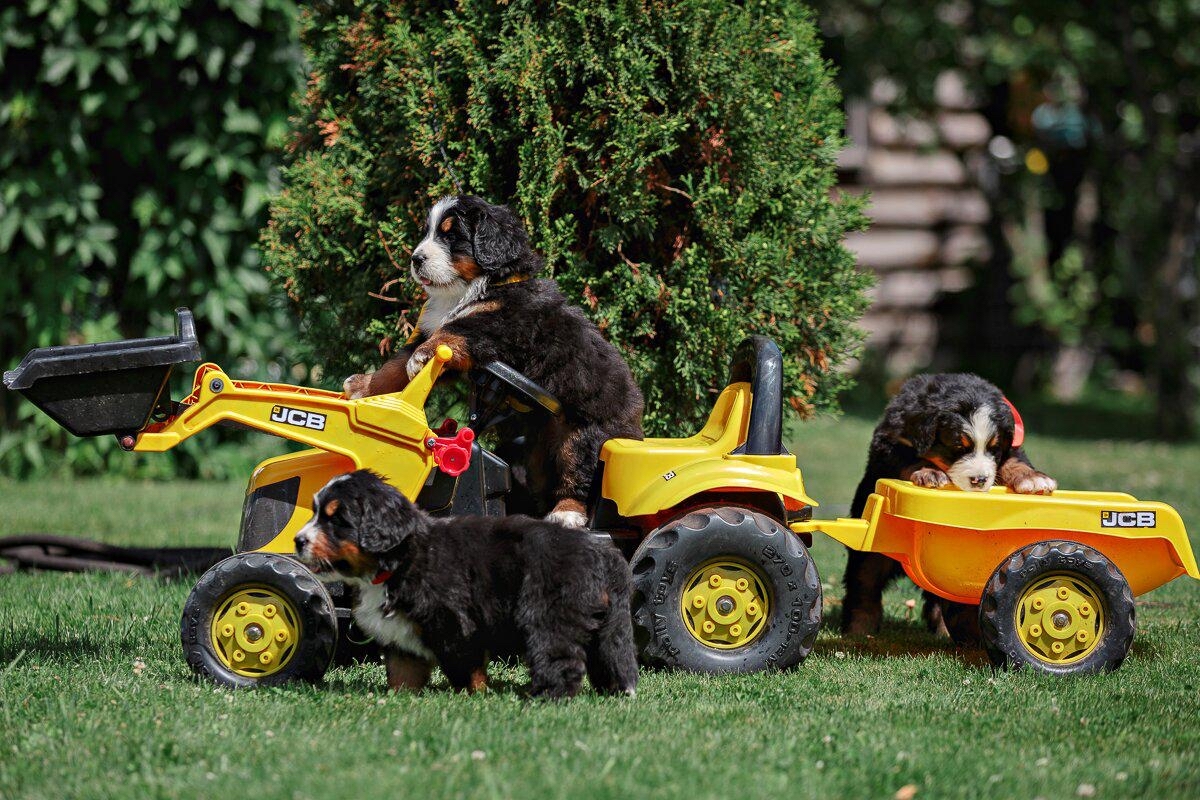 These are such beautiful children! - My, Dog, Puppies, Bernese mountain dog, Berne, Milota, Dog breeds, Longpost