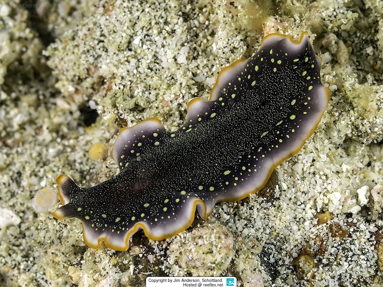 Legless #IV (lite) - My, Worm, Flatworms, Sea worm, Milota, Mat, Longpost