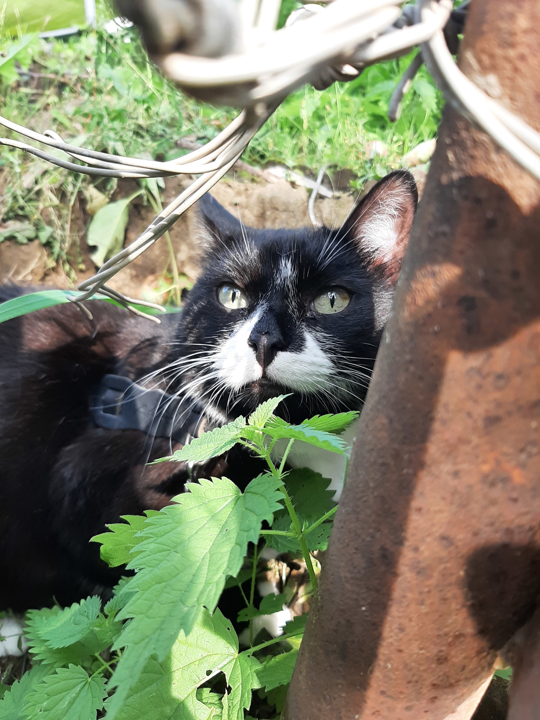 On a walk ) - My, cat, The bone is fluffy, Longpost