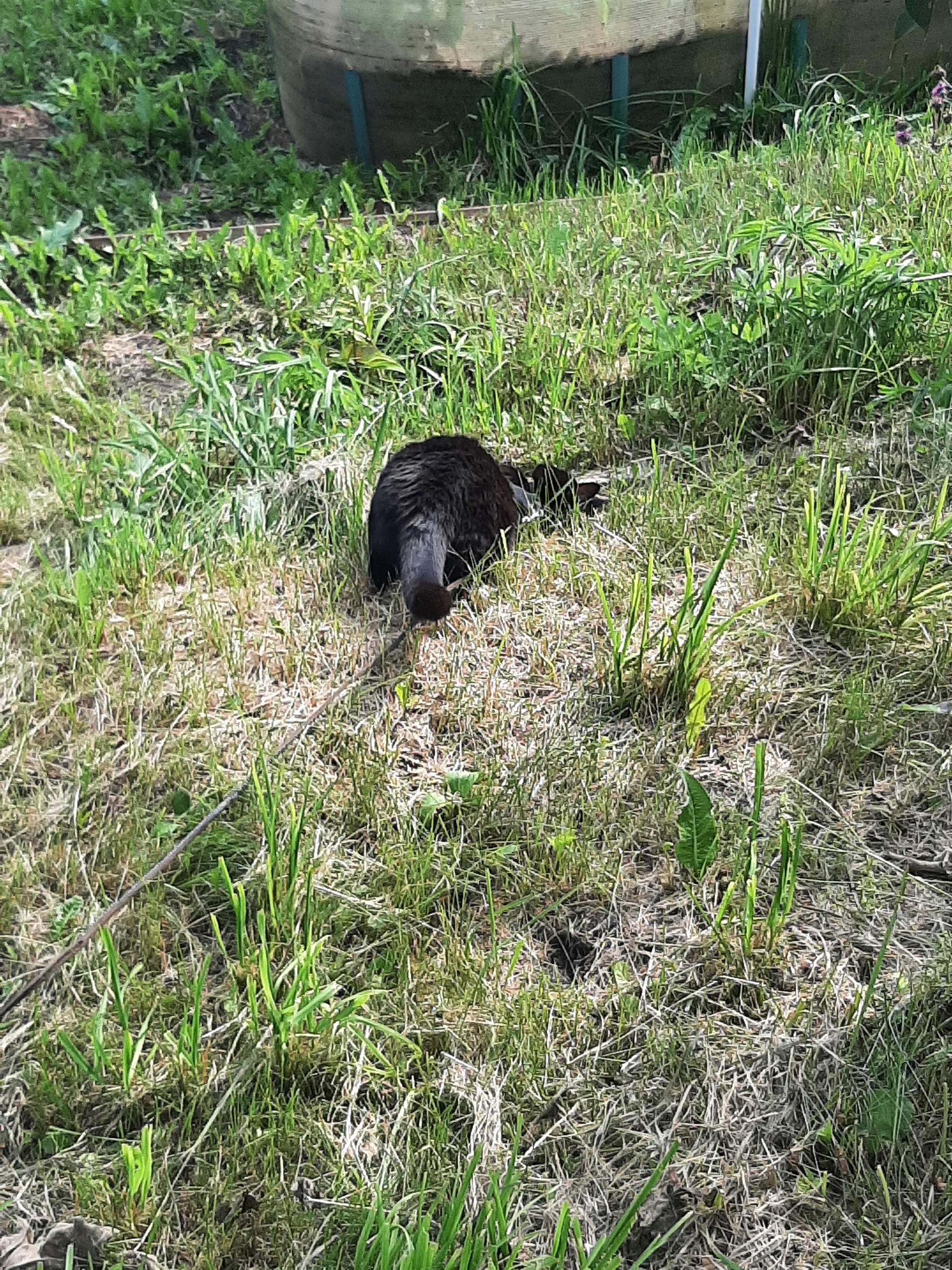 On a walk ) - My, cat, The bone is fluffy, Longpost