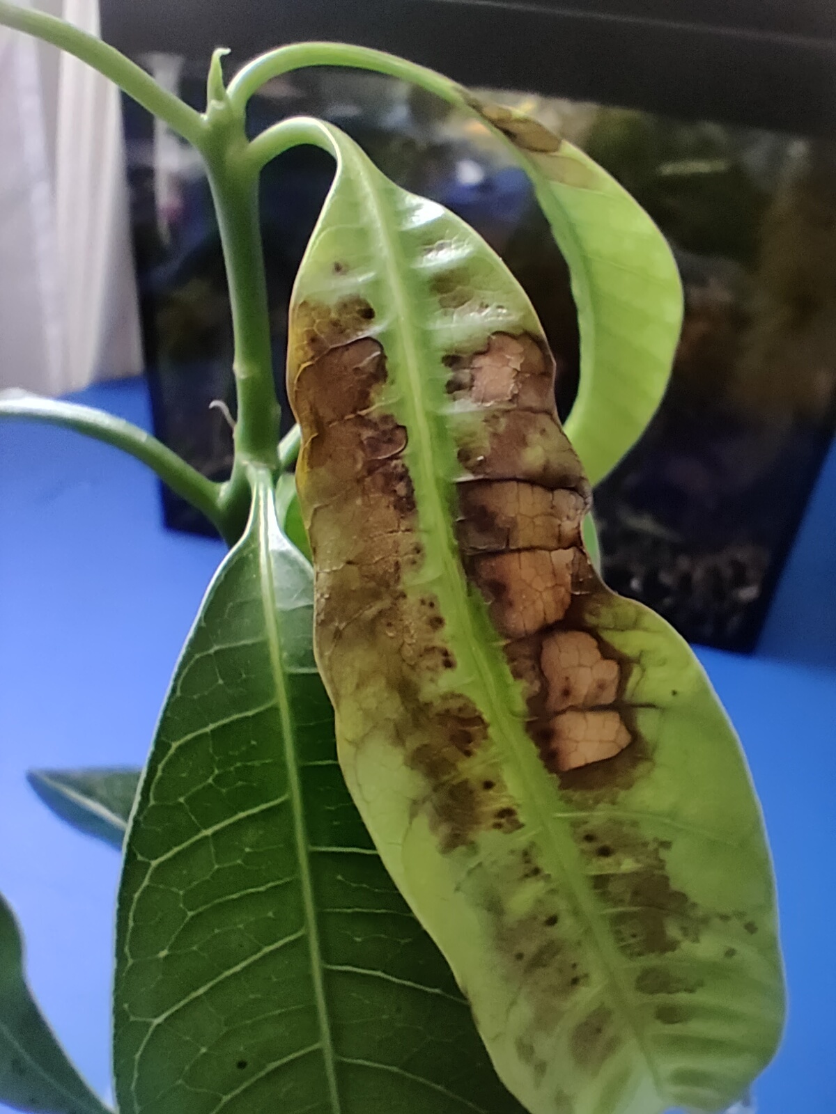 What's up with the mango? - My, Houseplants, Mango, Question, Help, Longpost