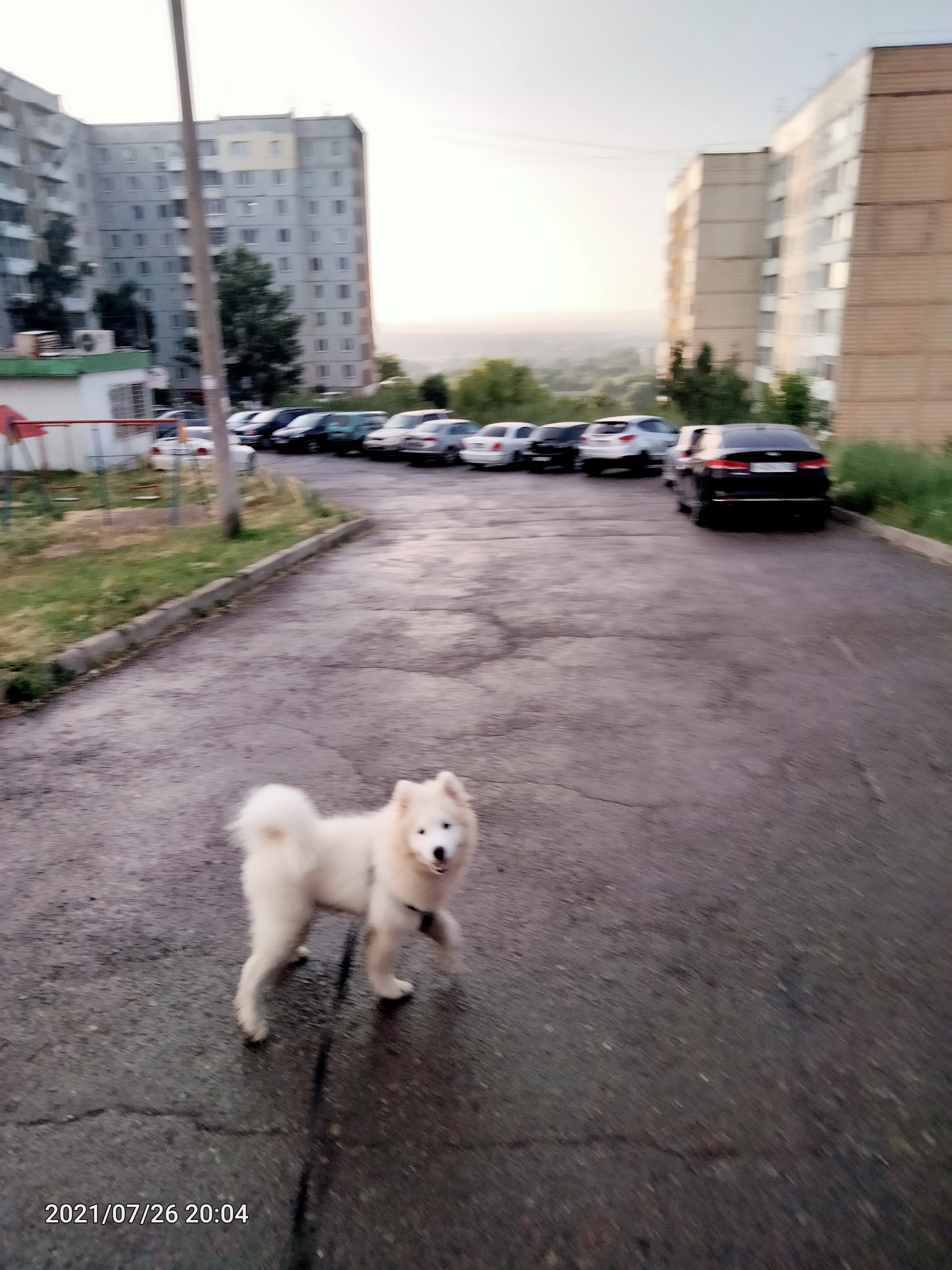 Fred - My, Samoyed, Dog, Longpost