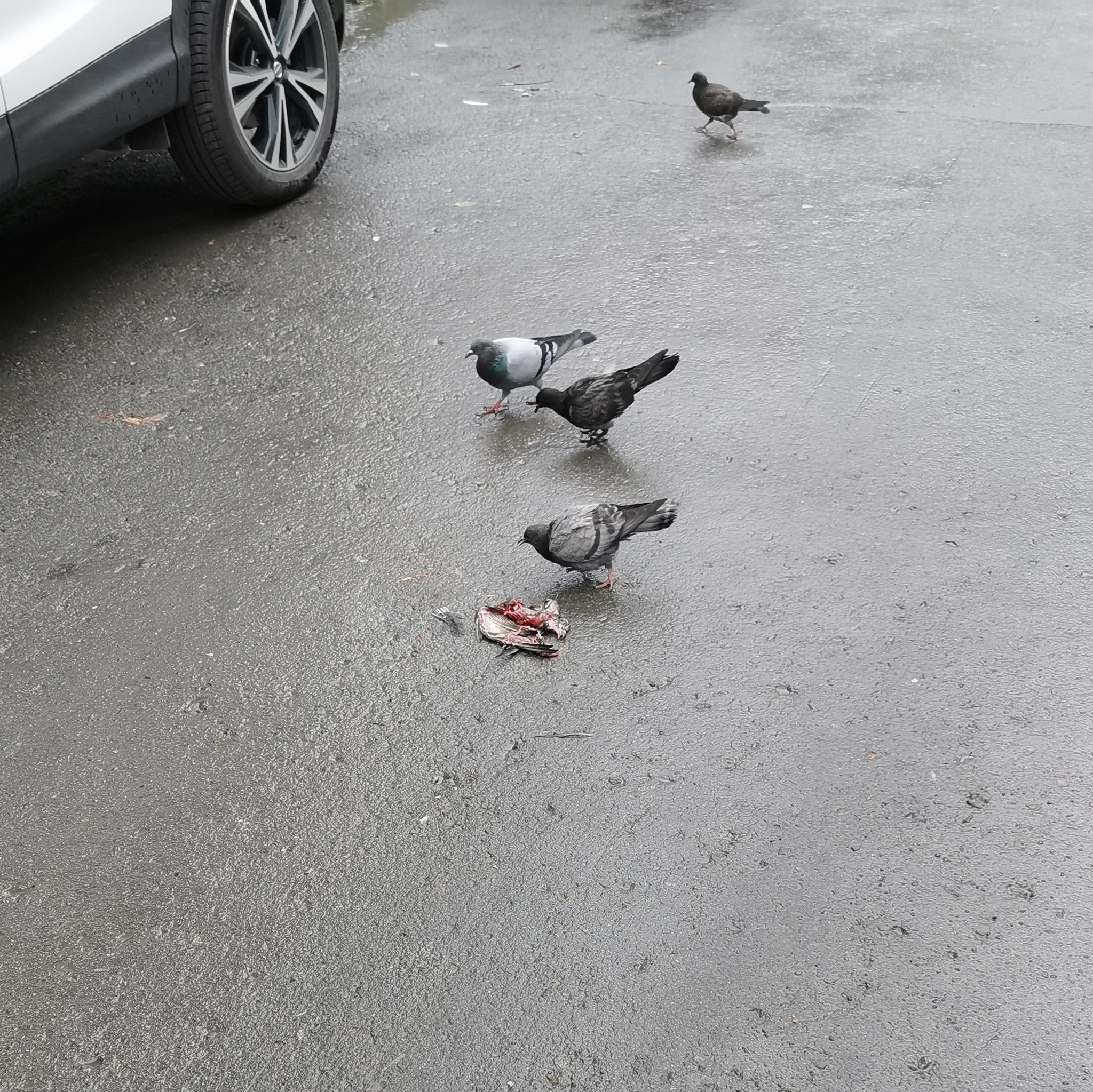 bird cannibalism - My, Pigeon, Cannibalism, Oddities