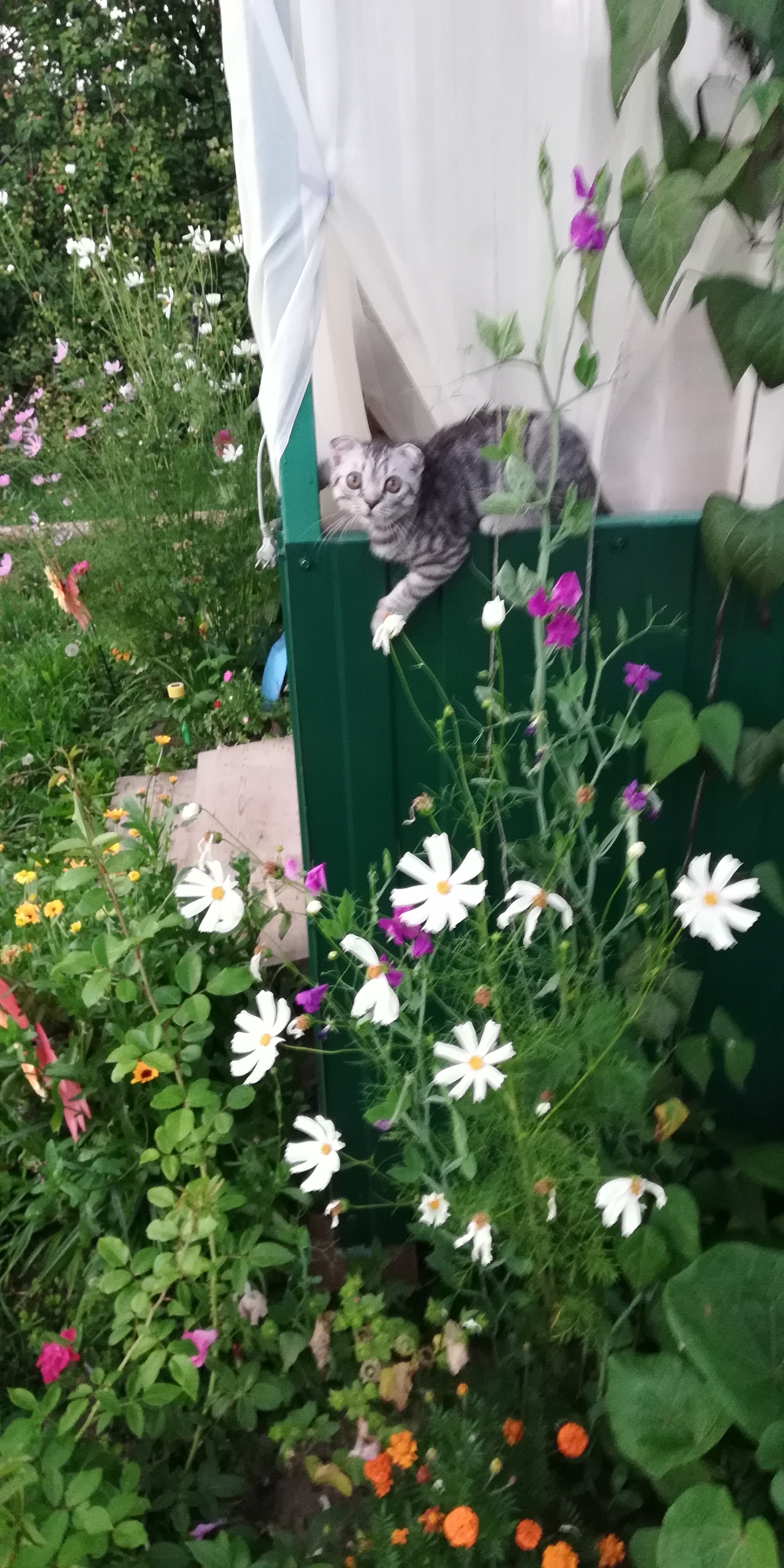 A little more Fedor - My, cat, Flowers, Longpost