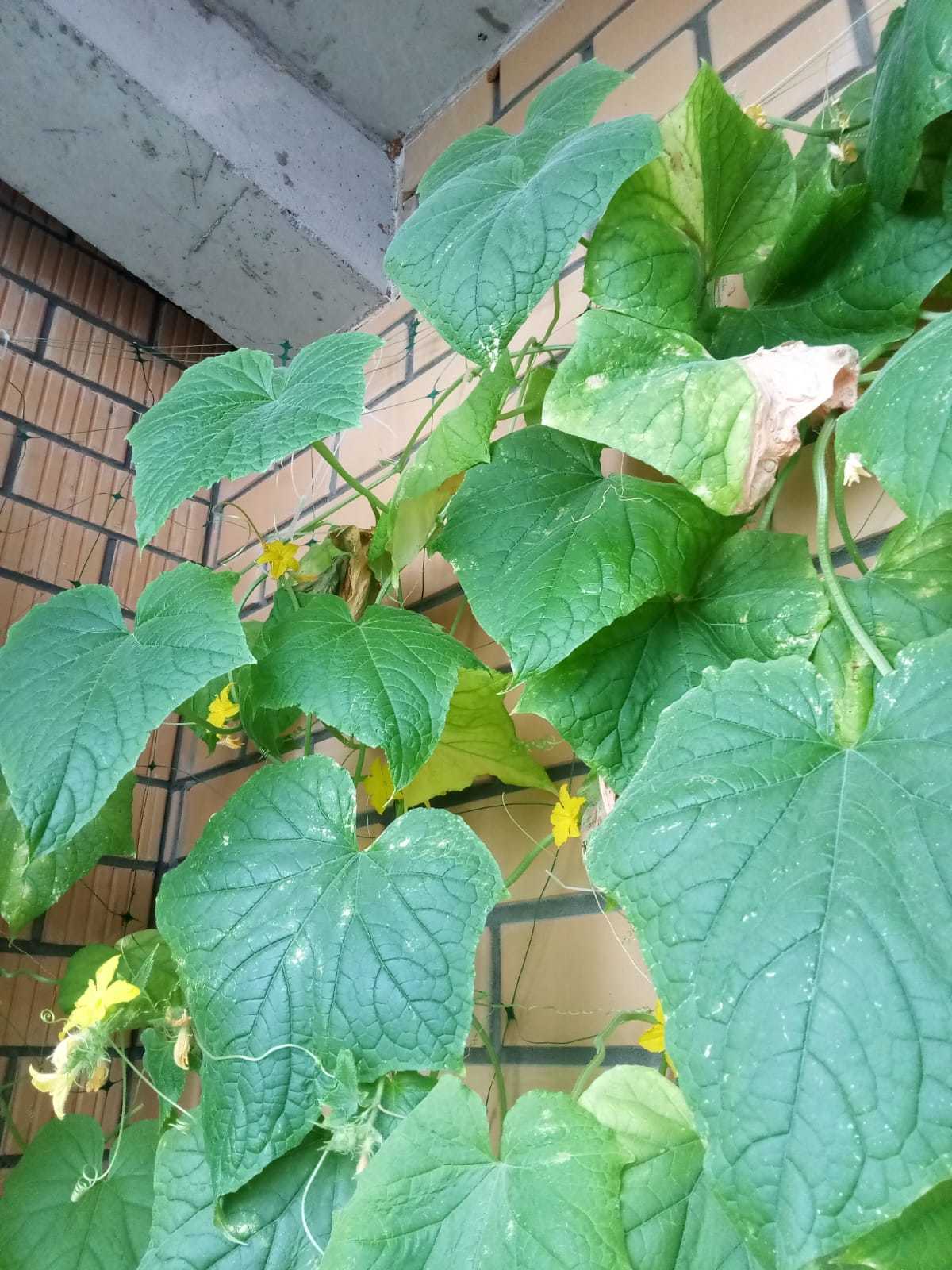 Cucumbers on the balcony - My, Cucumbers, Balcony, Vegetables, Mat, Longpost