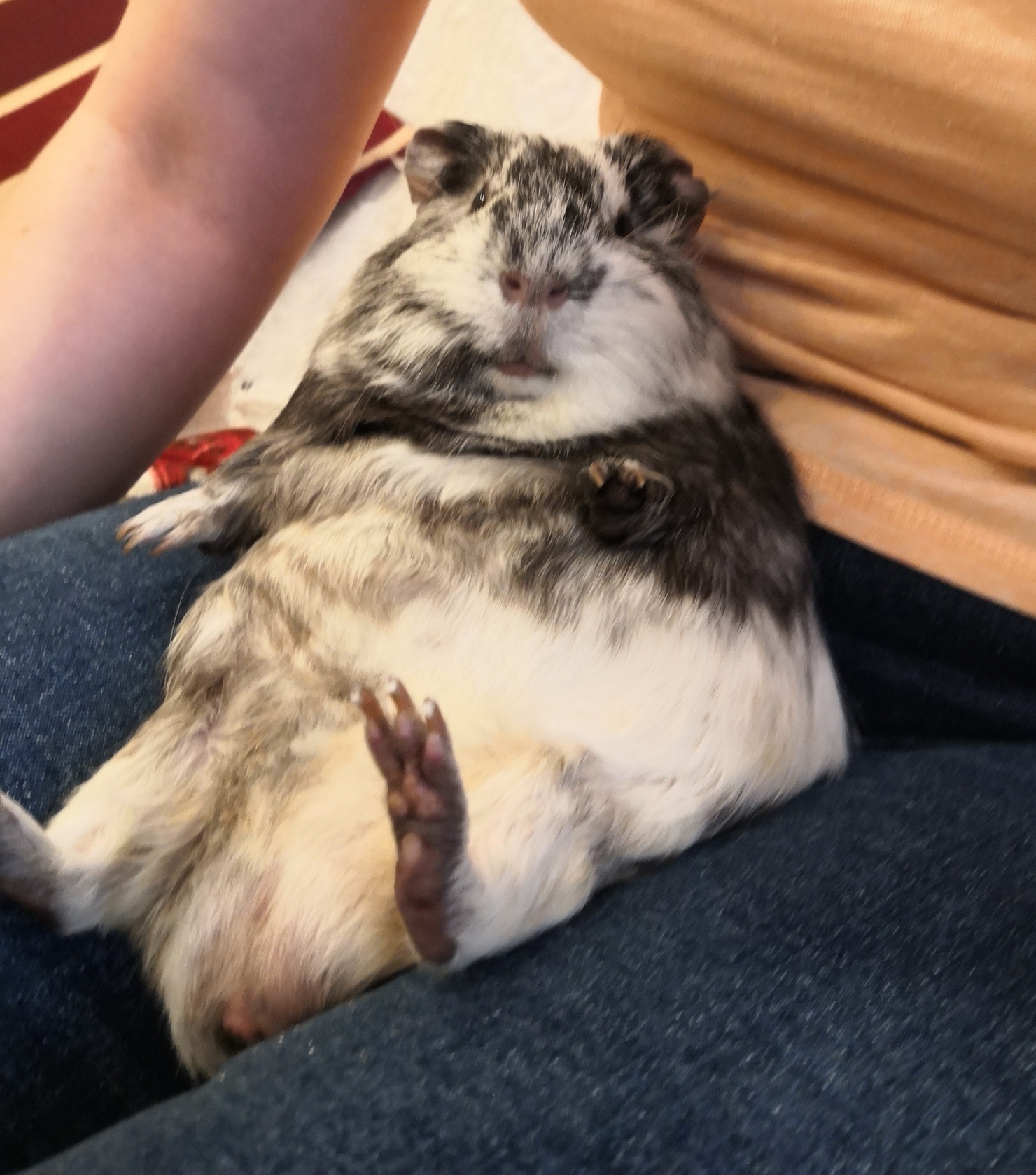 Post-request for advice - Guinea pig, Need advice, No rating, Care and maintenance