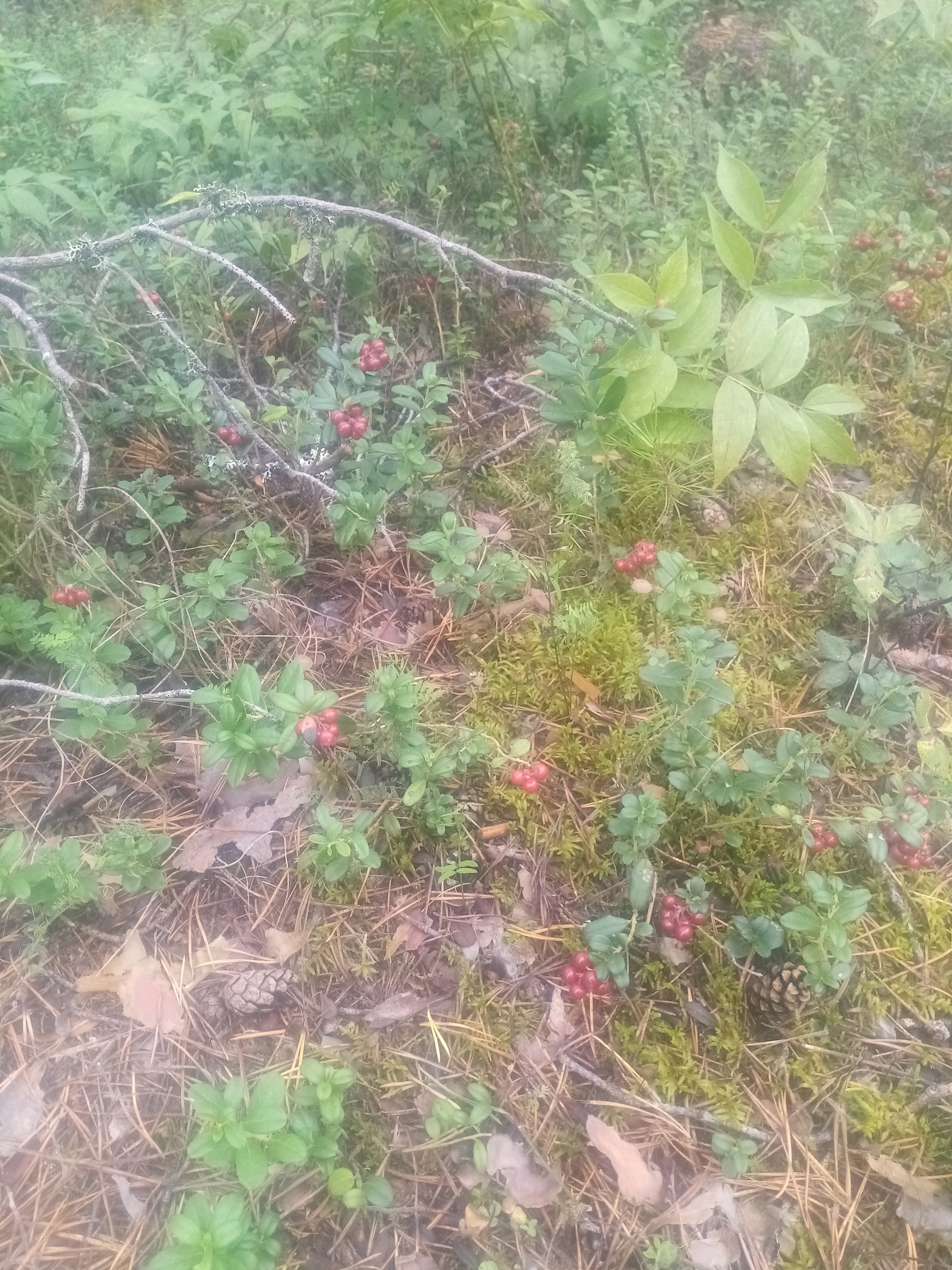 Went lingonberries - My, Forest, North