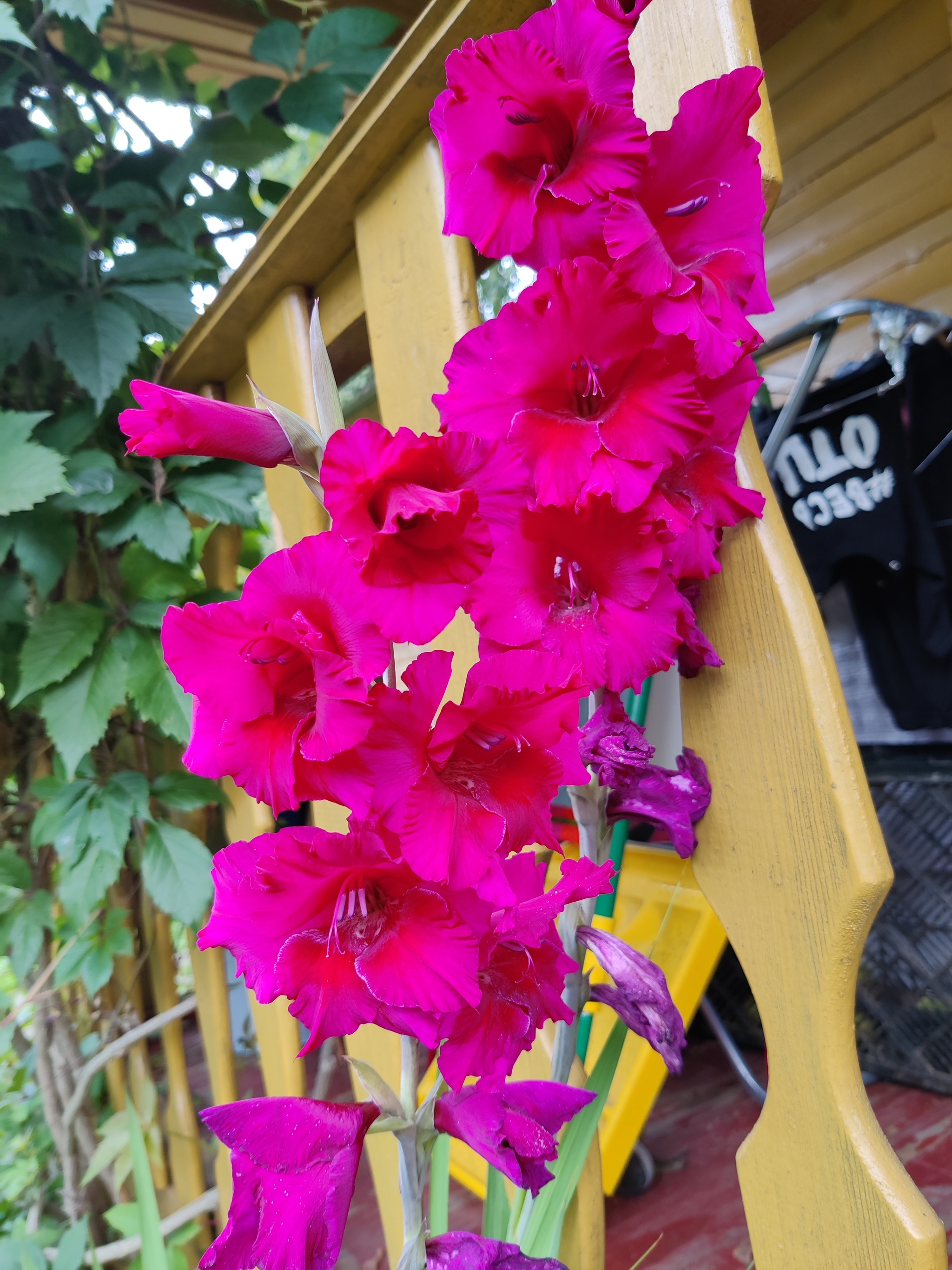 Gladiolus - My, Mobile photography, Gladiolus, Flowers, Longpost