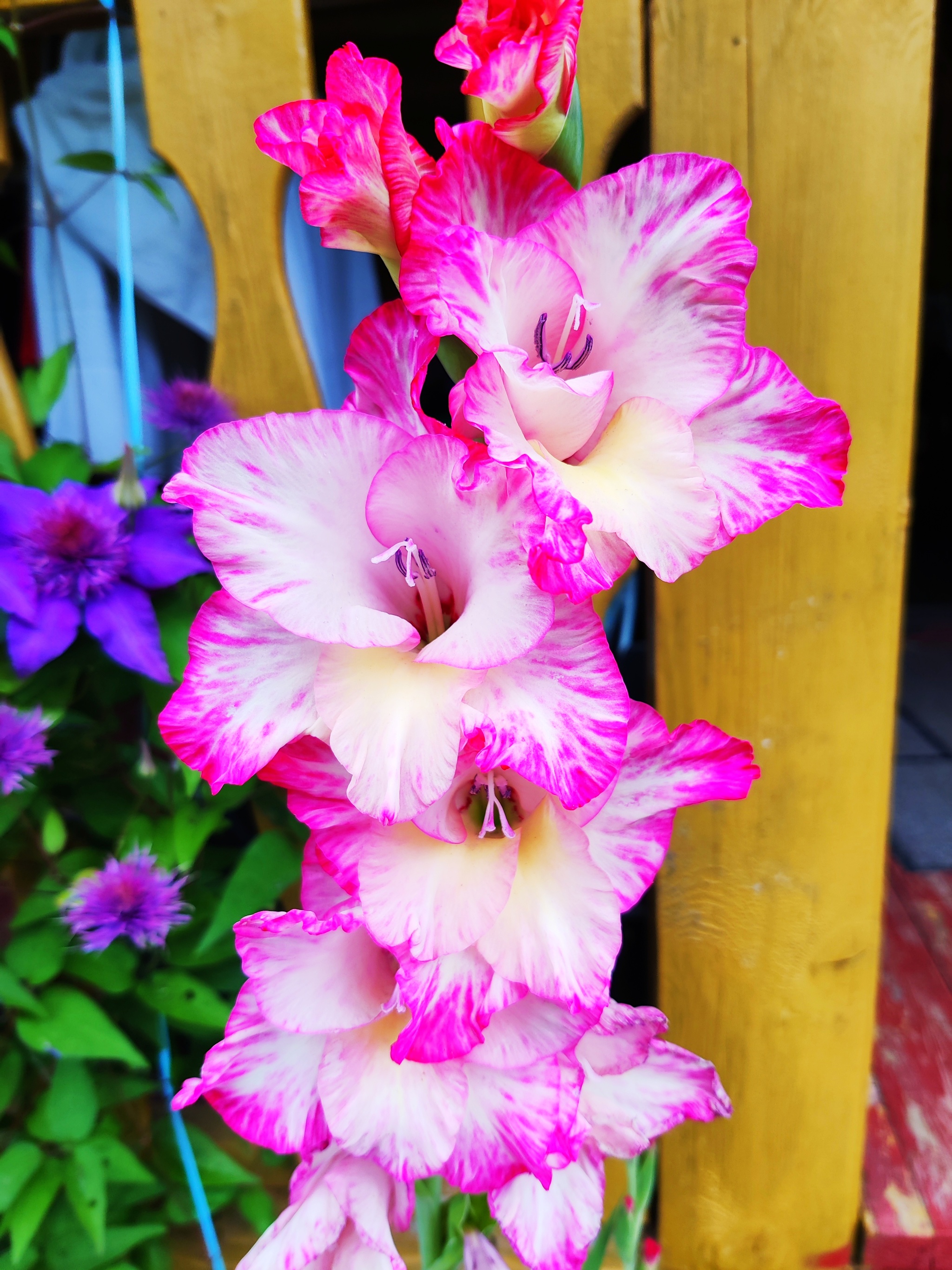 Gladiolus - My, Mobile photography, Gladiolus, Flowers, Longpost