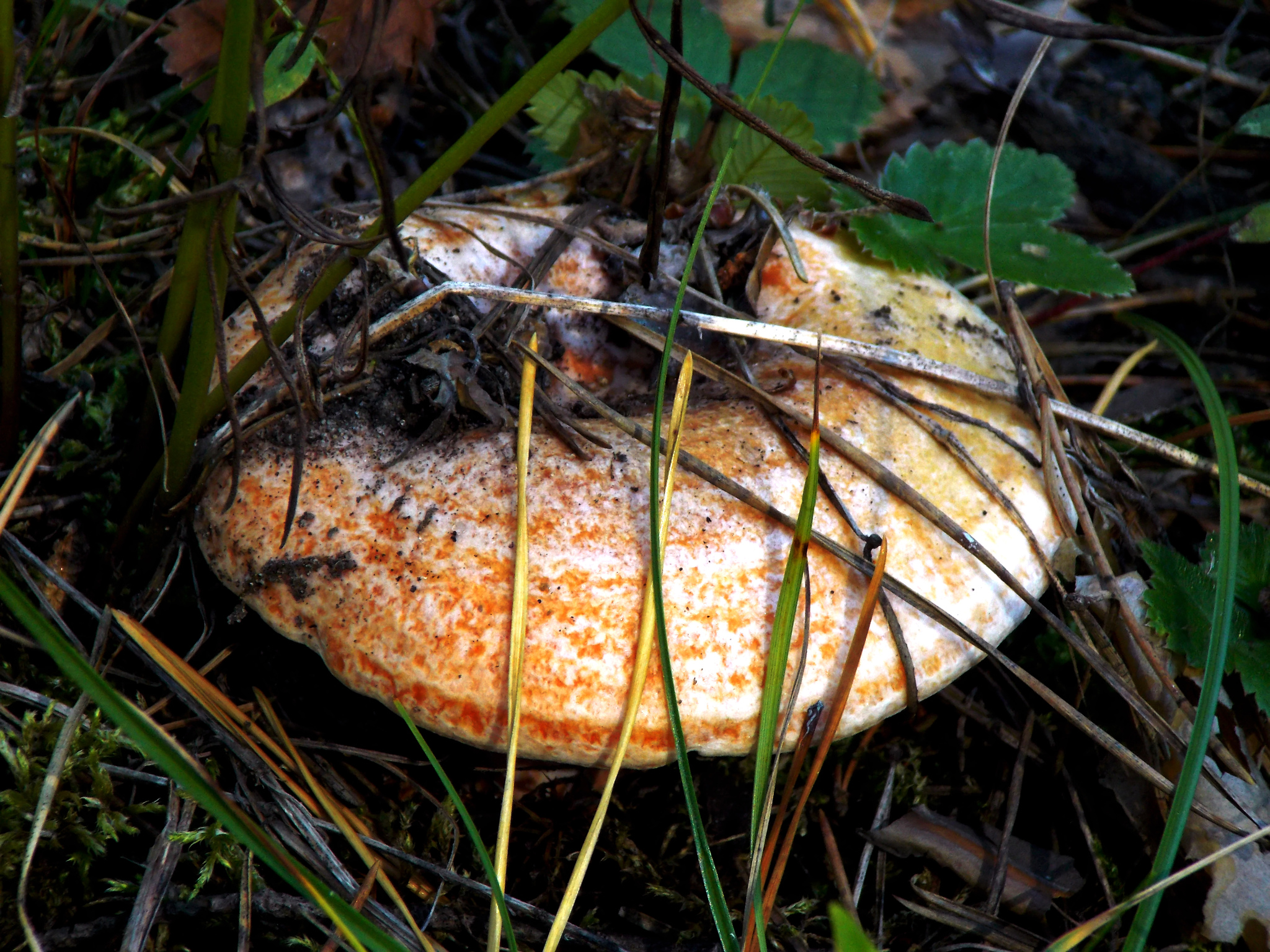 Novosibirsk beauties - My, Longpost, Mushrooms, Siberia, Novosibirsk, Silent hunt