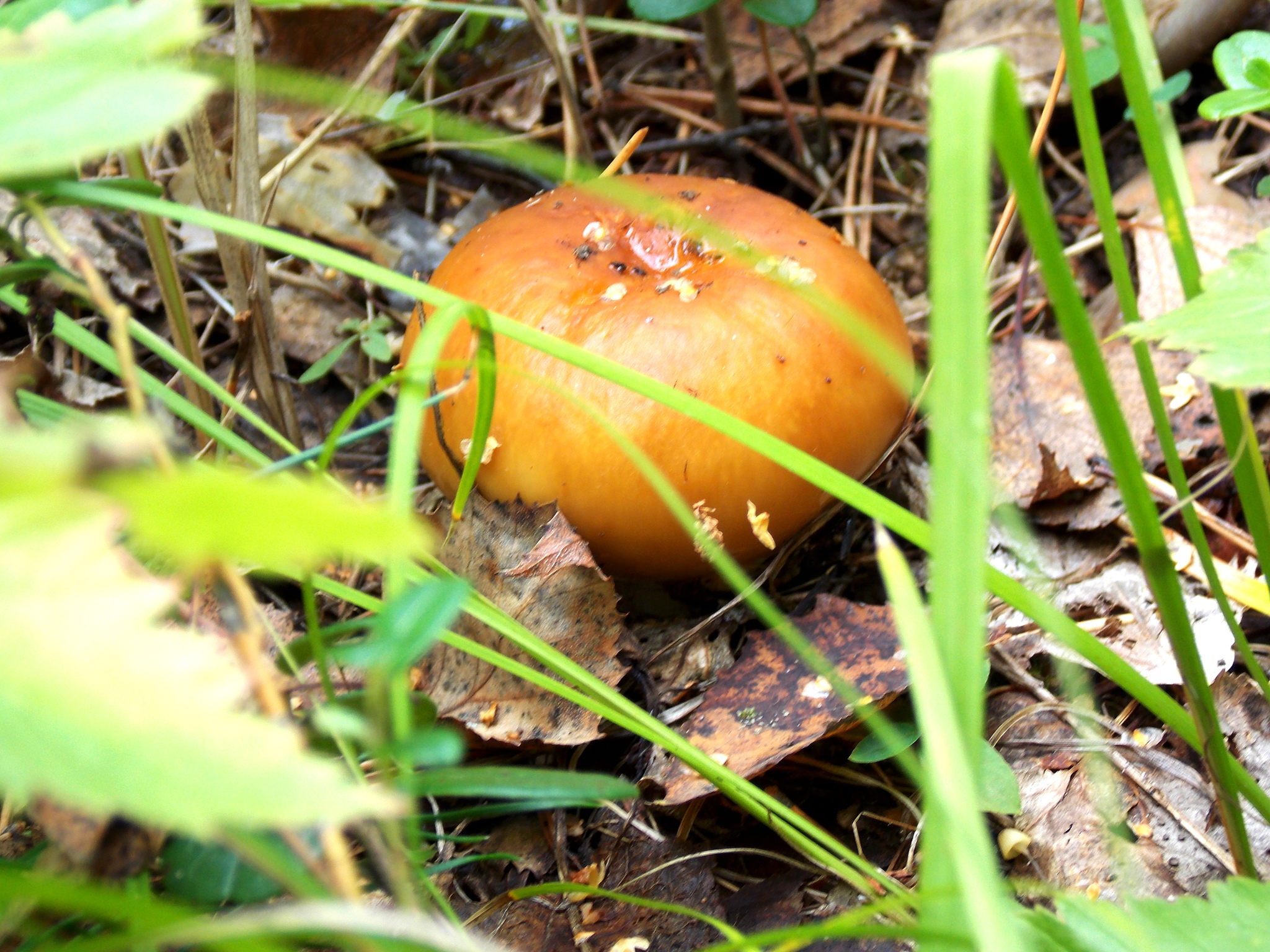 Novosibirsk beauties - My, Longpost, Mushrooms, Siberia, Novosibirsk, Silent hunt