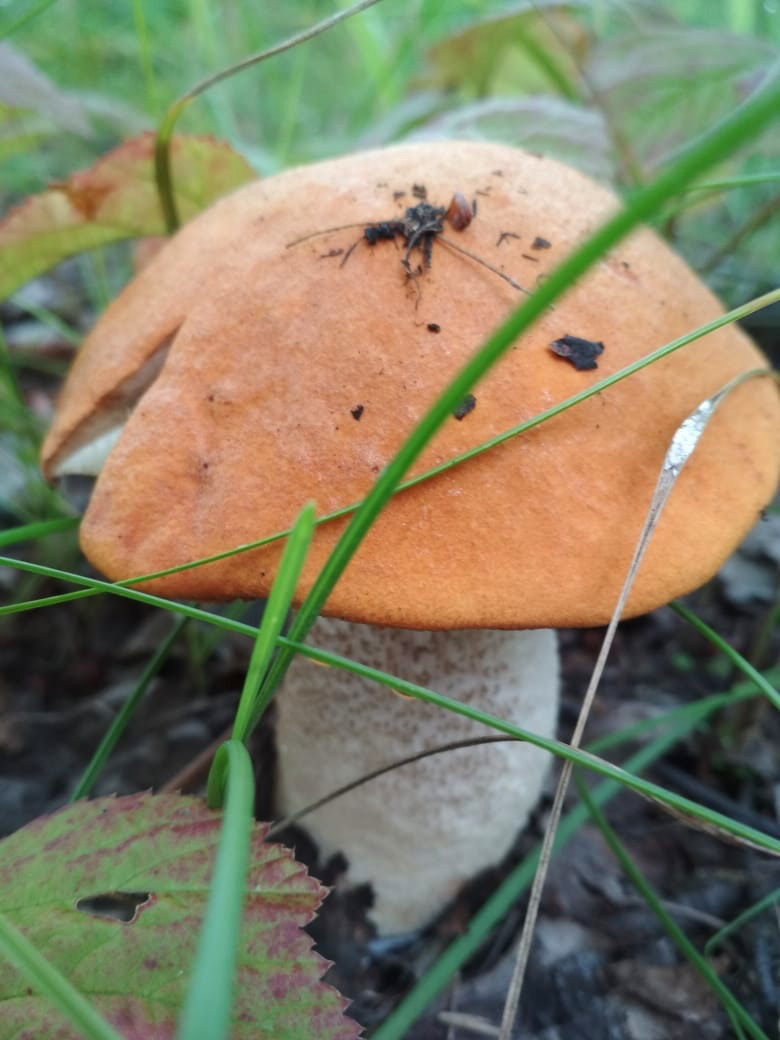 Novosibirsk beauties - My, Longpost, Mushrooms, Siberia, Novosibirsk, Silent hunt