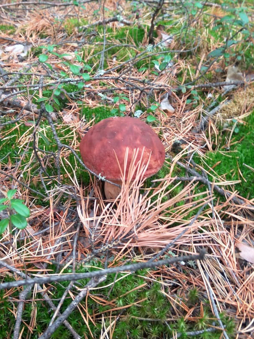 Novosibirsk beauties - My, Longpost, Mushrooms, Siberia, Novosibirsk, Silent hunt