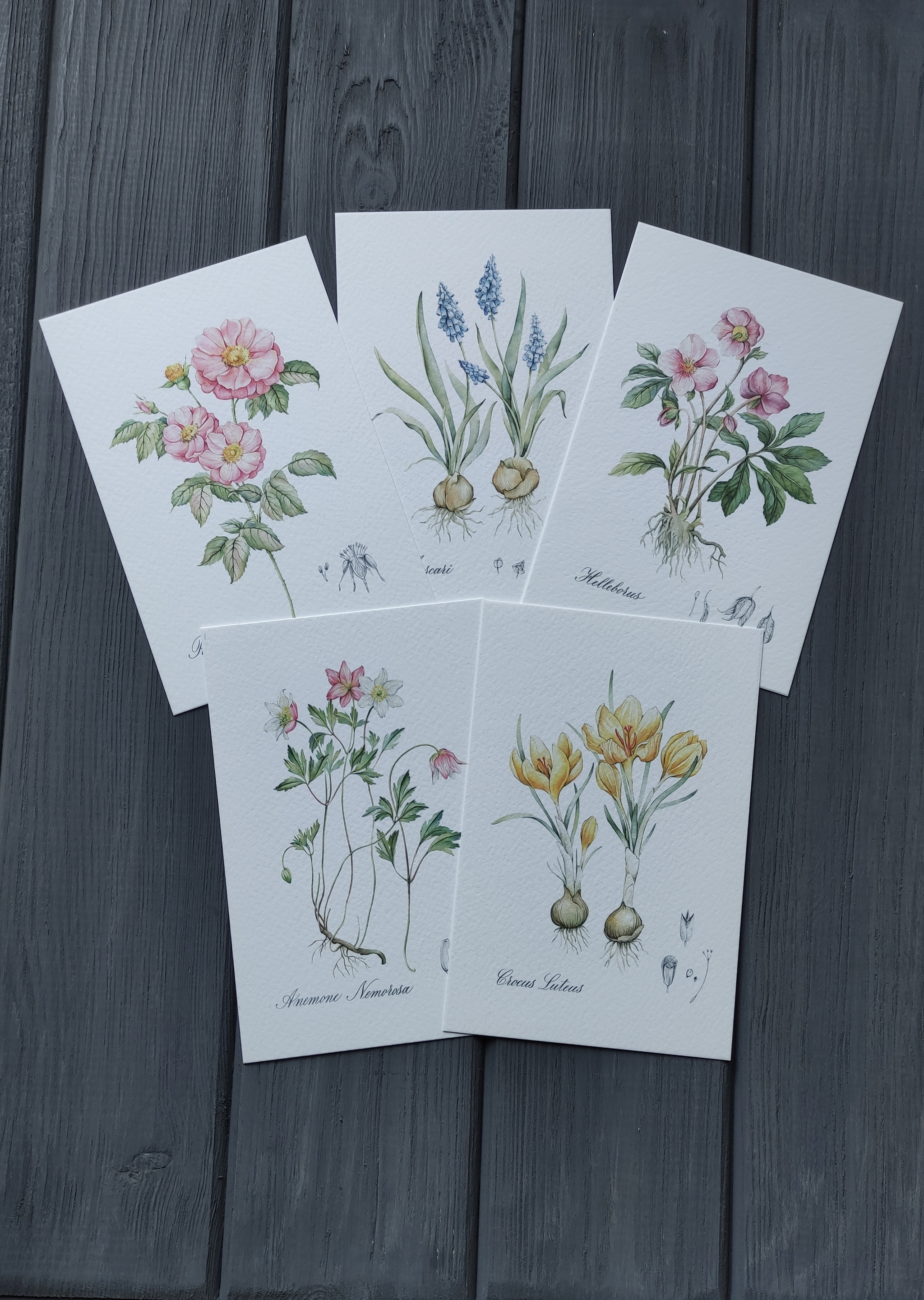Botanical postcards in my collection - My, Postcard, Philocartia, Longpost