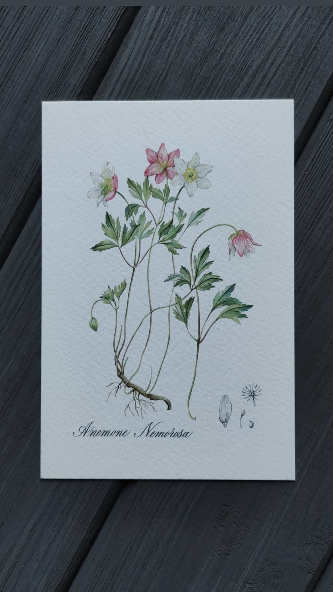Botanical postcards in my collection - My, Postcard, Philocartia, Longpost