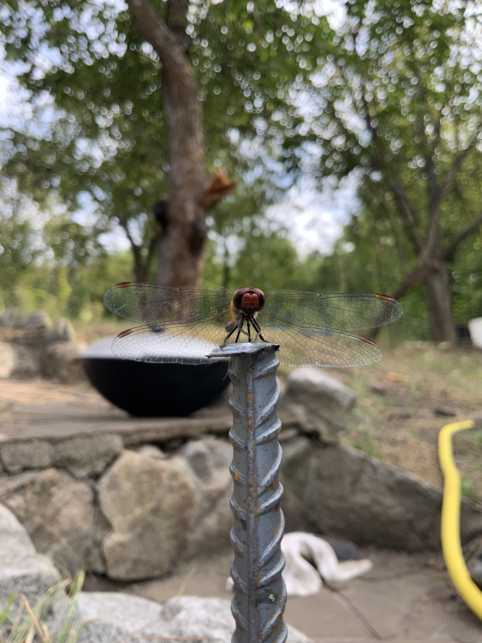 His Majesty the dragonfly (but this is not accurate) - My, Dragonfly, Macro photography, The photo, Longpost