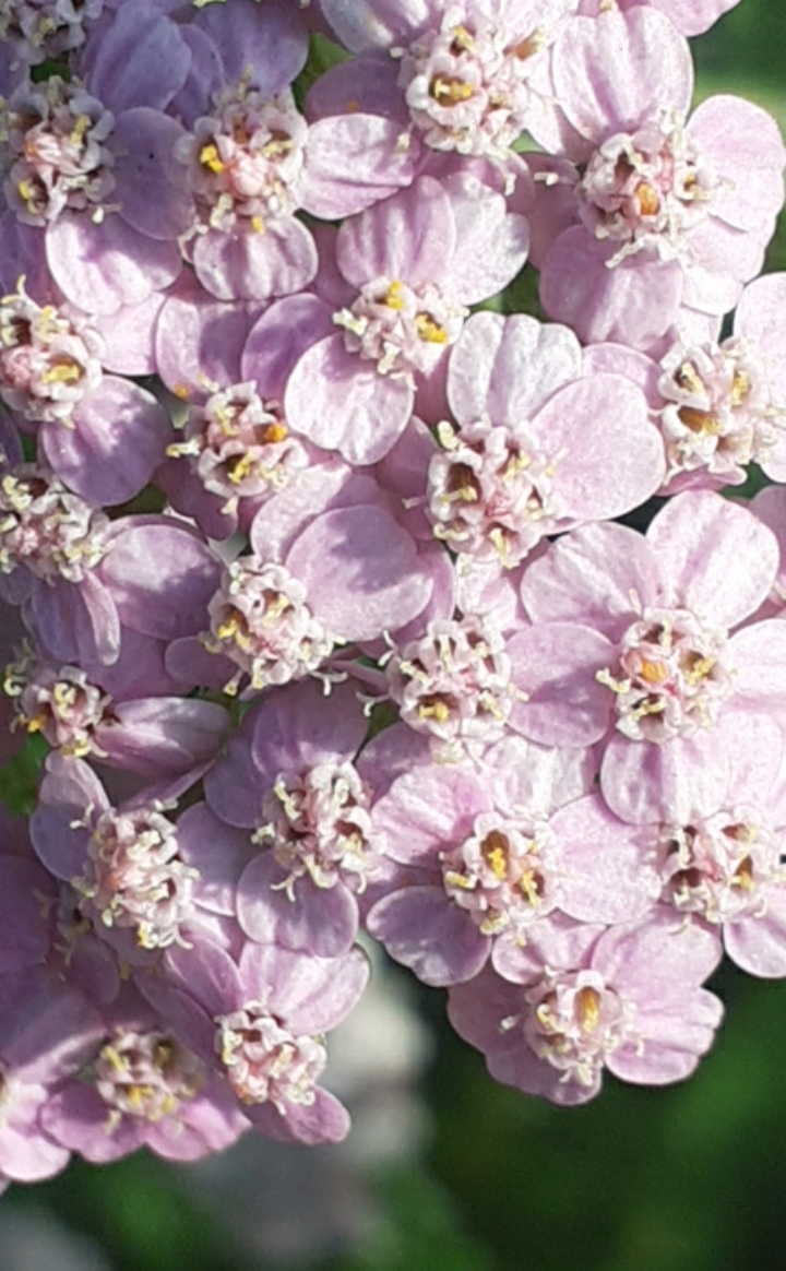 yarrow - My, Mobile photography, Macro photography, Bloom