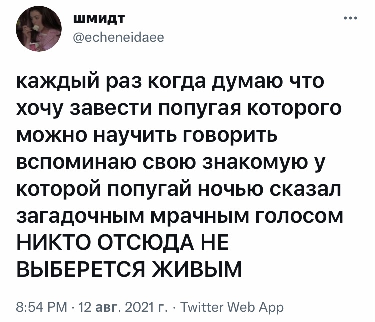 Лучше пусть молчит - Юмор, Скриншот, Twitter, Попугай