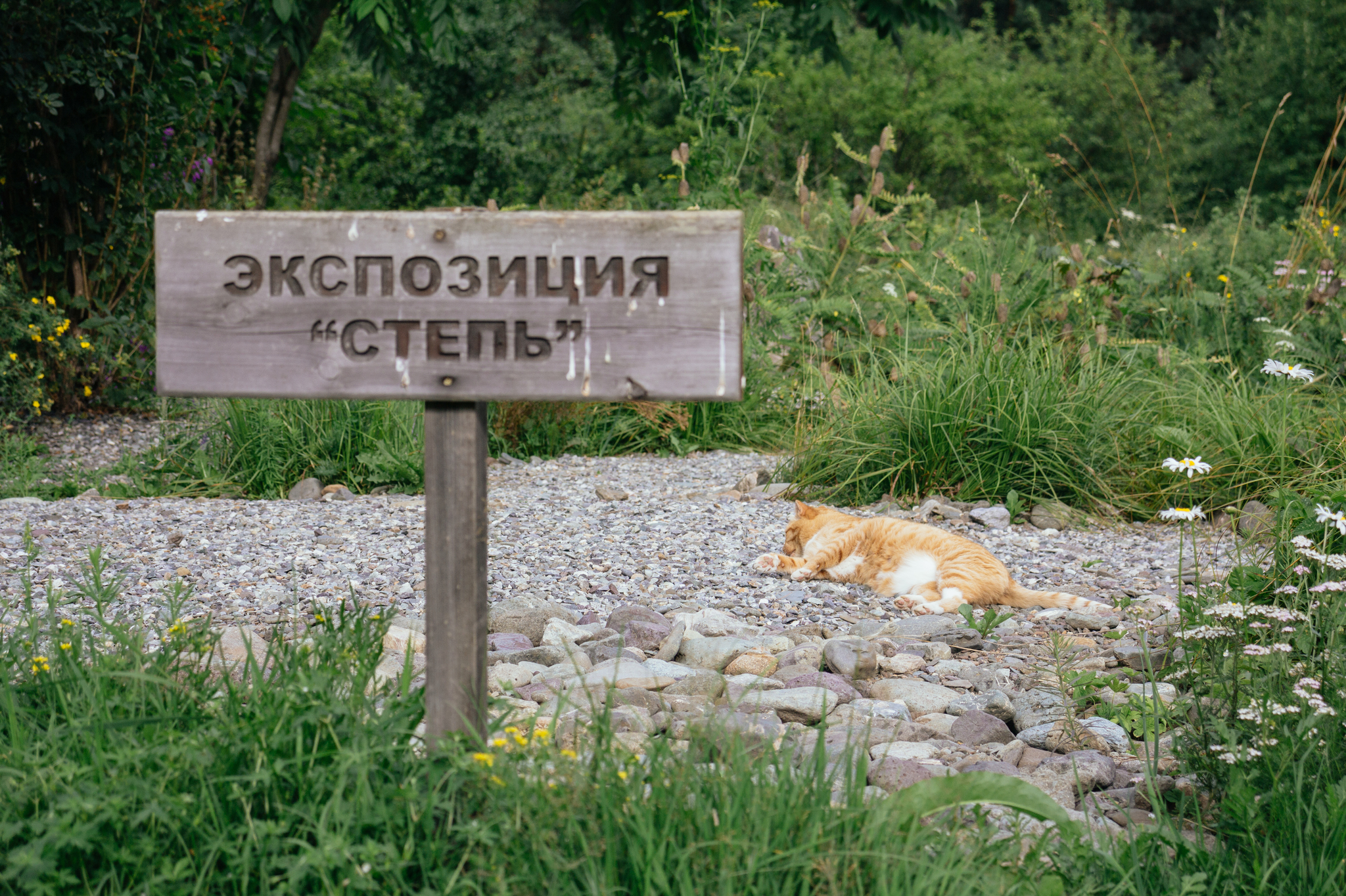 Some vacation photos - My, Altai, Barnaul, Street photography, Canon 60d, Beginning photographer, Longpost, Katun, Petroglyphs, Horses, Altai Republic