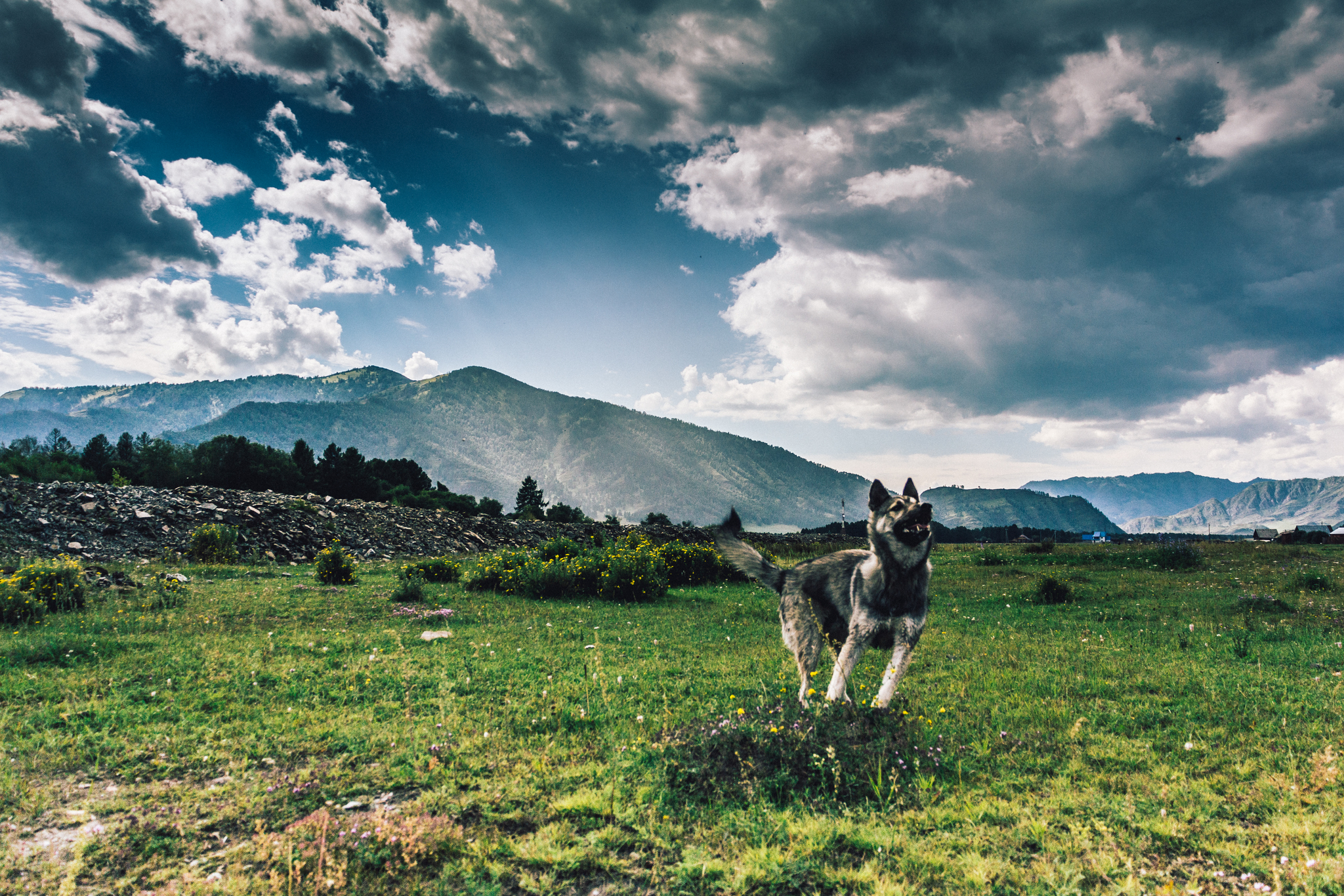 Some vacation photos - My, Altai, Barnaul, Street photography, Canon 60d, Beginning photographer, Longpost, Katun, Petroglyphs, Horses, Altai Republic