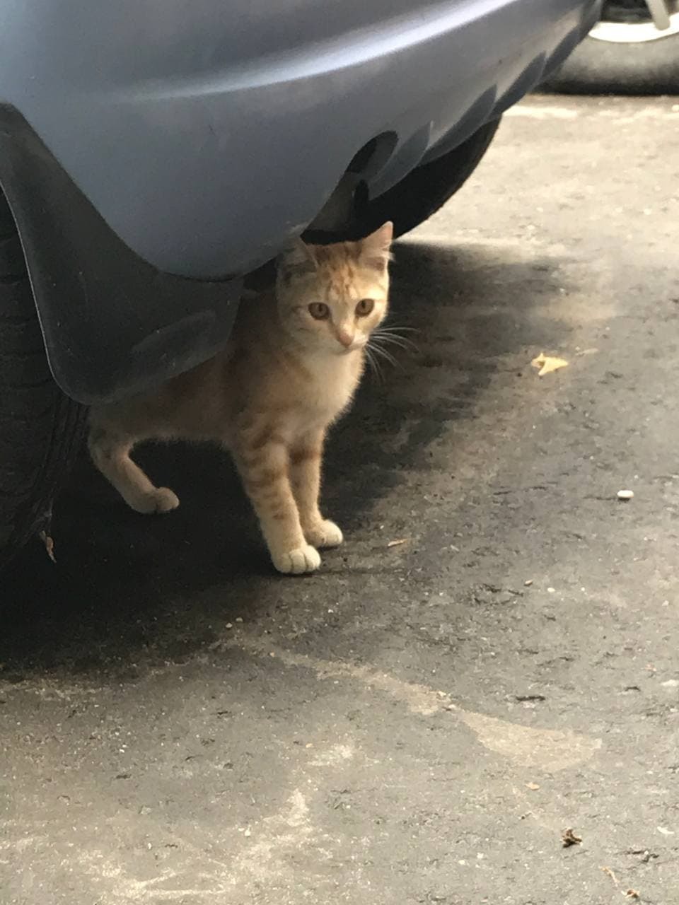 Бездомные котята в добрые руки Москва - Моё, В добрые руки, Помощь, Без рейтинга, Котята, Москва, Длиннопост