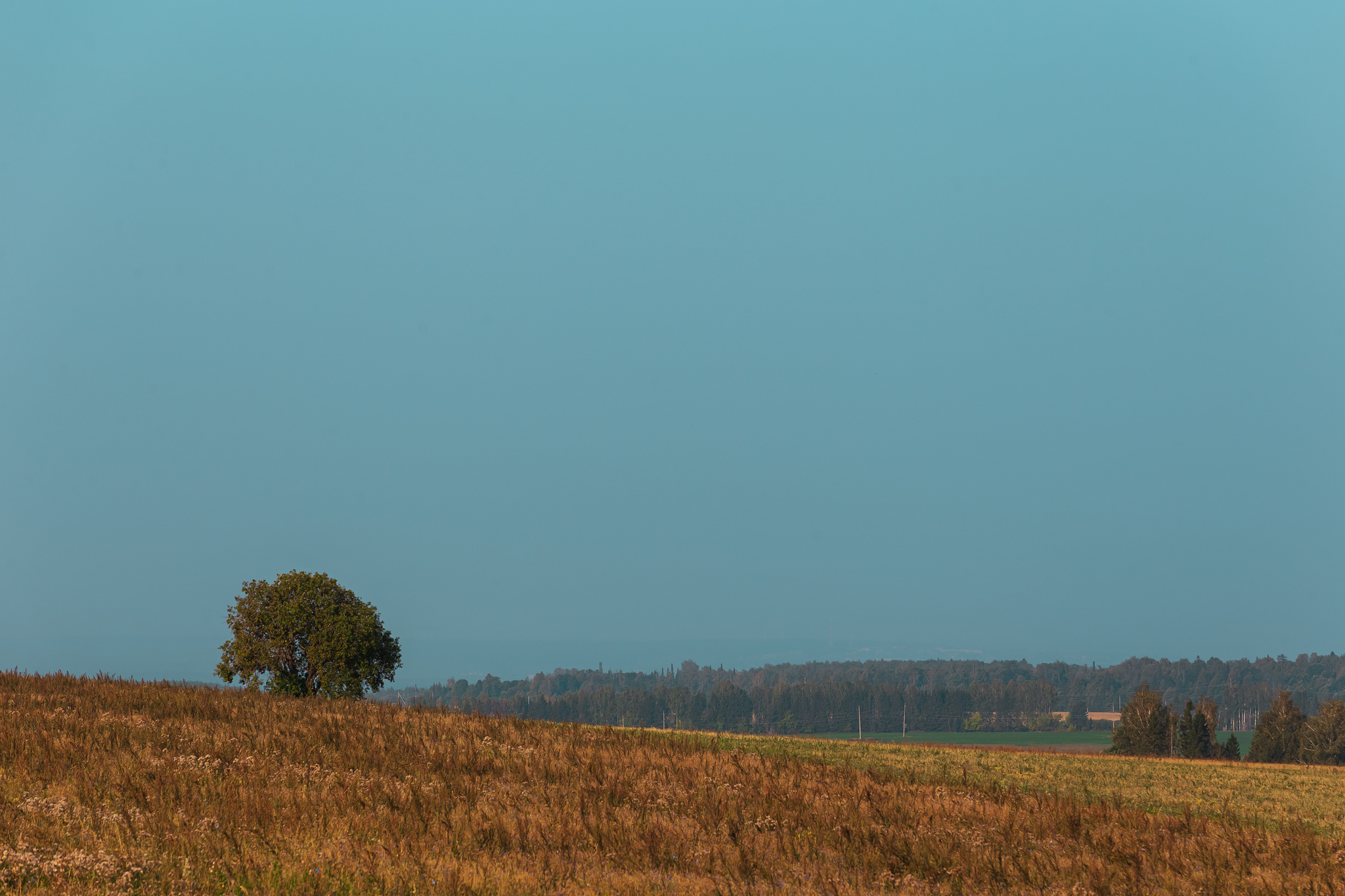 Early morning in the field - My, Village, Field, Tree, Landscape, Morning, Canon