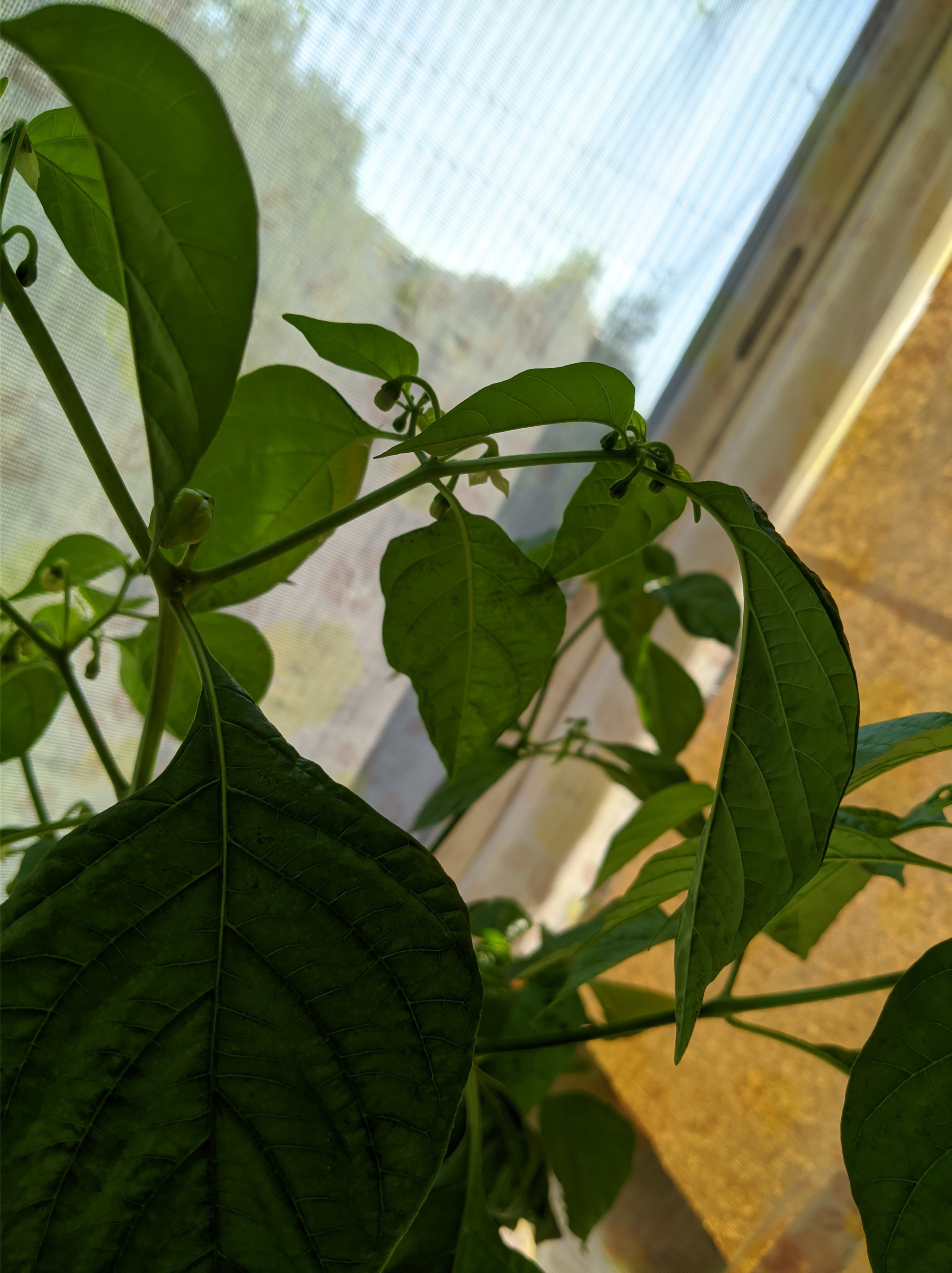 Can you tell me what's with the pepper? - My, Pepper, Hot peppers, Help, Need advice, Houseplants, Pepper farming, Longpost