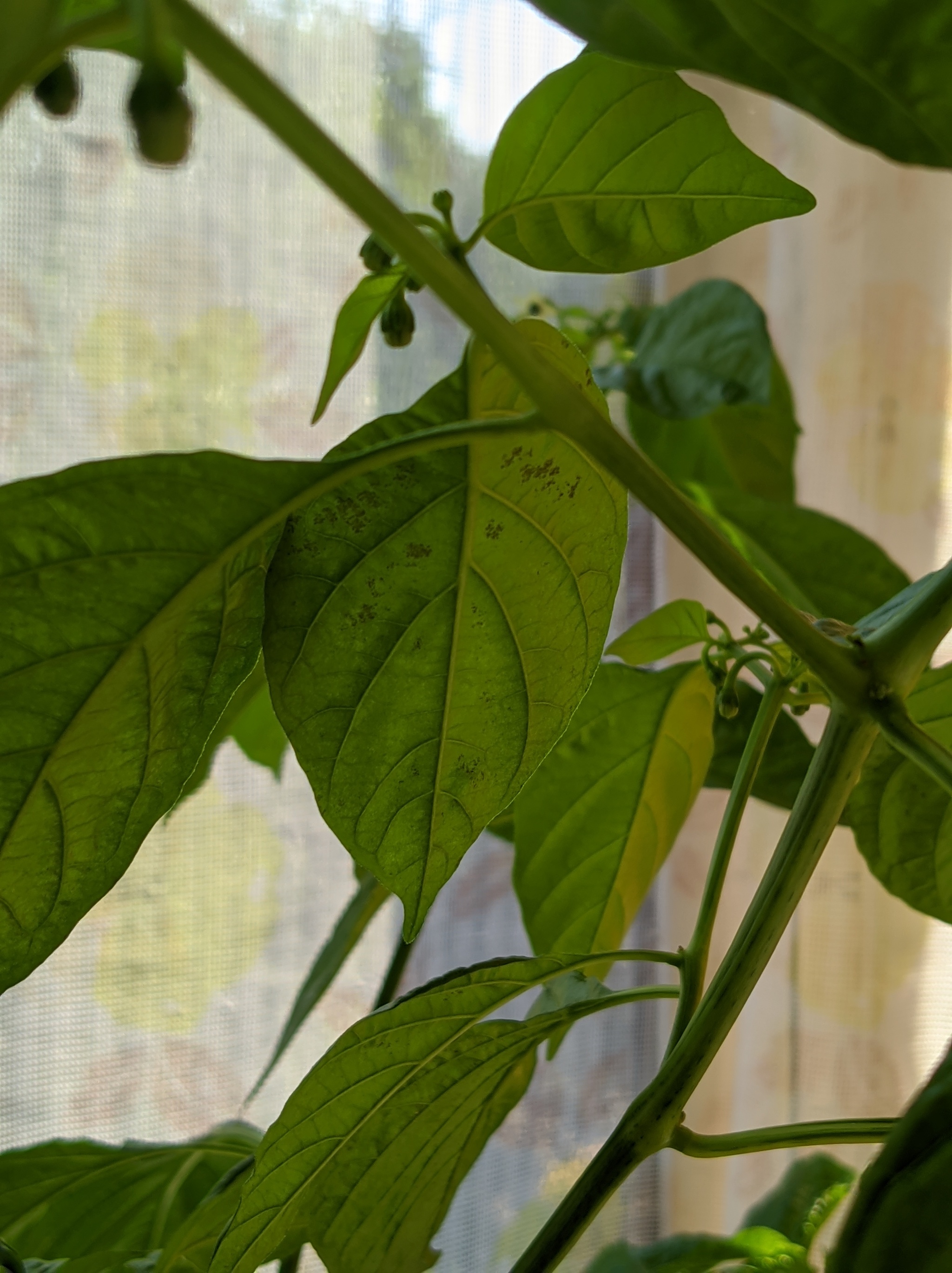 Can you tell me what's with the pepper? - My, Pepper, Hot peppers, Help, Need advice, Houseplants, Pepper farming, Longpost